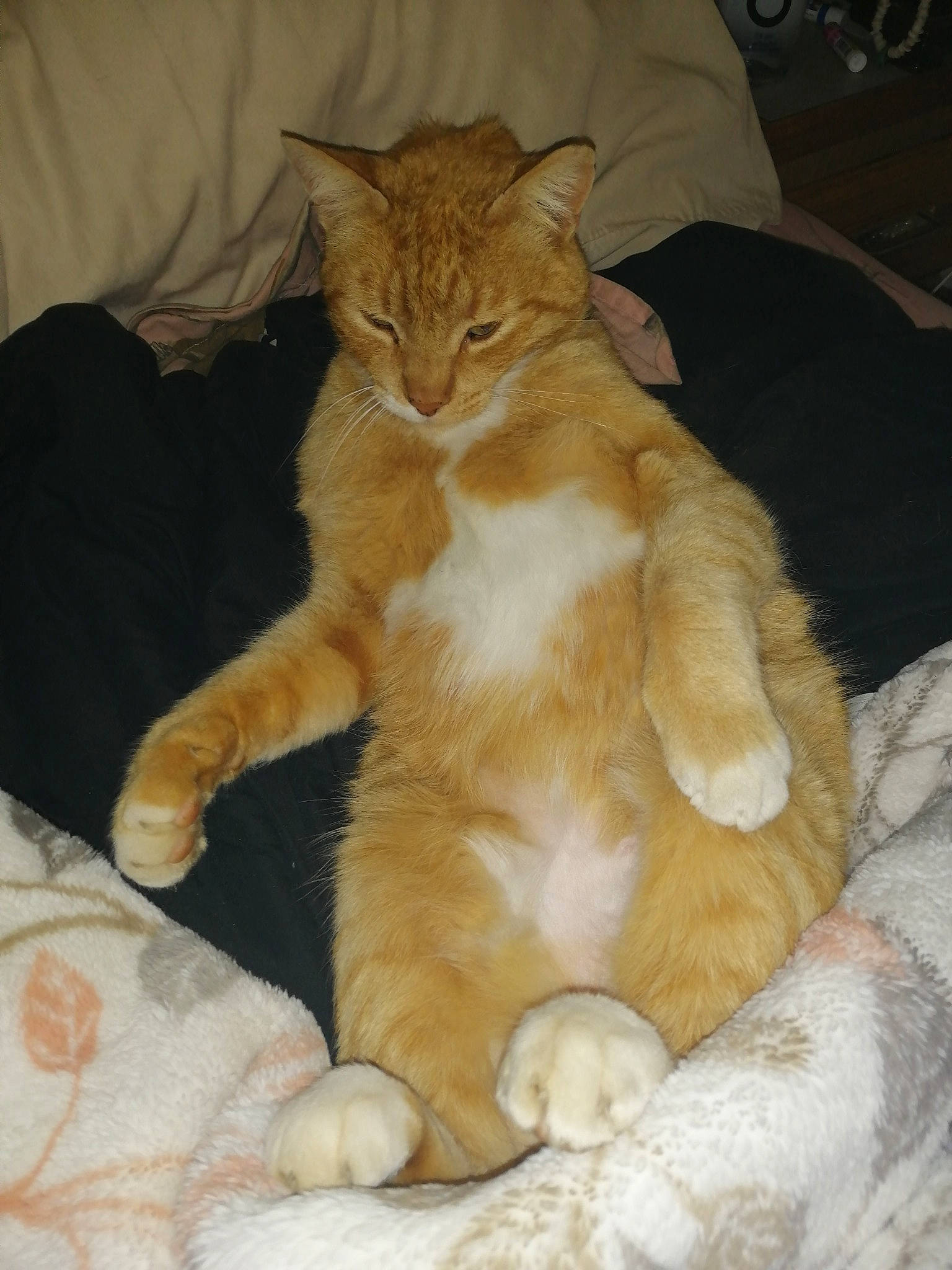 Gilligan is registered to the contest to win money with this photo: arabian_mau, asian, carnivore, cat, claw, domestic_short_haired_cat, european_shorthair, fawn, felidae, fur, kitten, mammal, polydactyl_cat, small_to_medium_sized_cats, tabby_cat, tail, whiskers