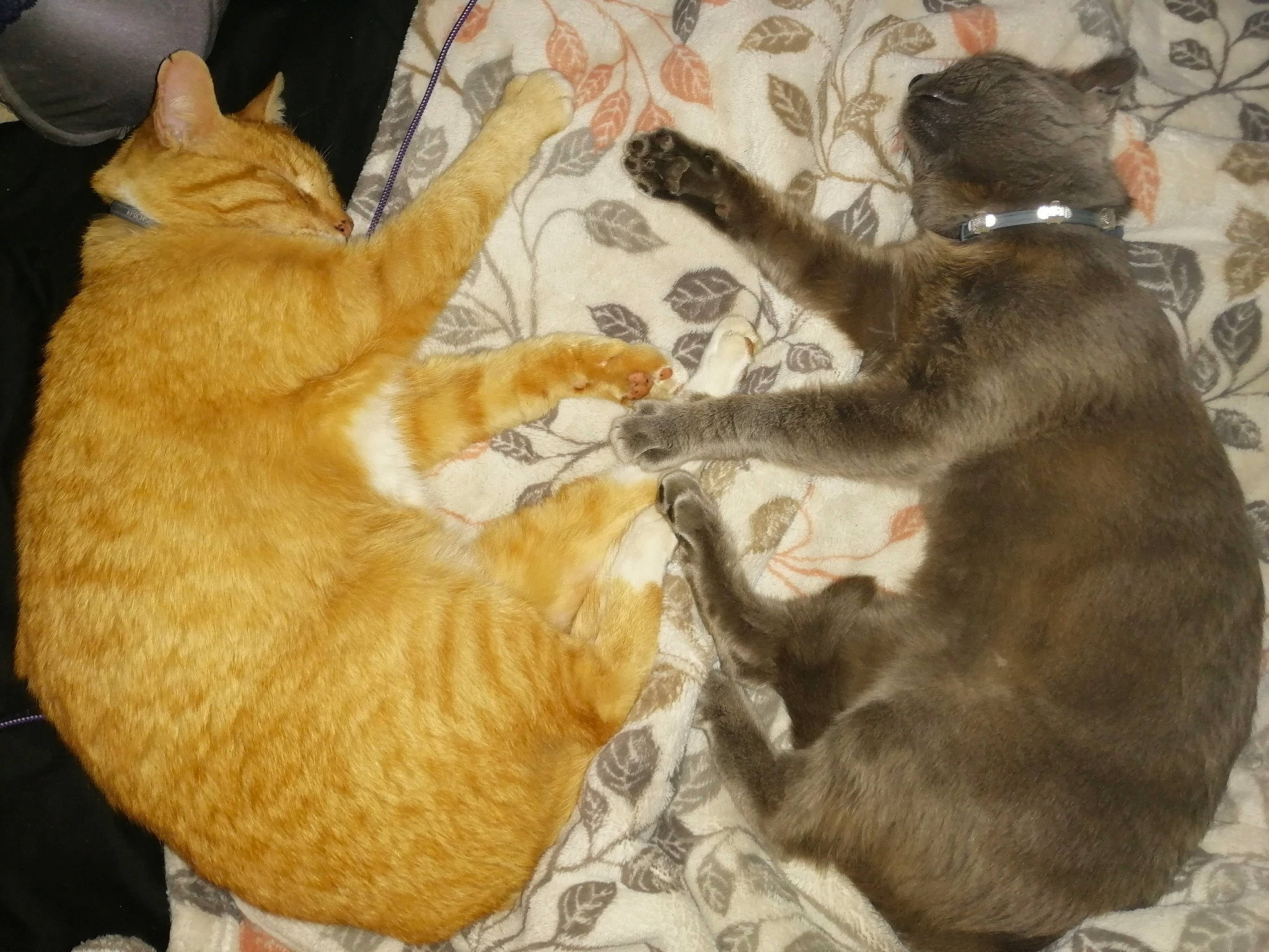 Gilligan is registered to the contest to win money with this photo: asian, carnivore, cat, claw, domestic_short_haired_cat, european_shorthair, fawn, felidae, fur, german_rex, kitten, paw, polydactyl_cat, small_to_medium_sized_cats, tabby_cat, tail, whiskers