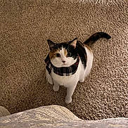 Nova is registered to the contest to win money with this photo: cat, calico_cat, pet, animal, indoor, carpet, scarf, curious, looking_up, feline, whiskers, tail, cute, domestic, fur, sitting, alert, home, companion, mammal