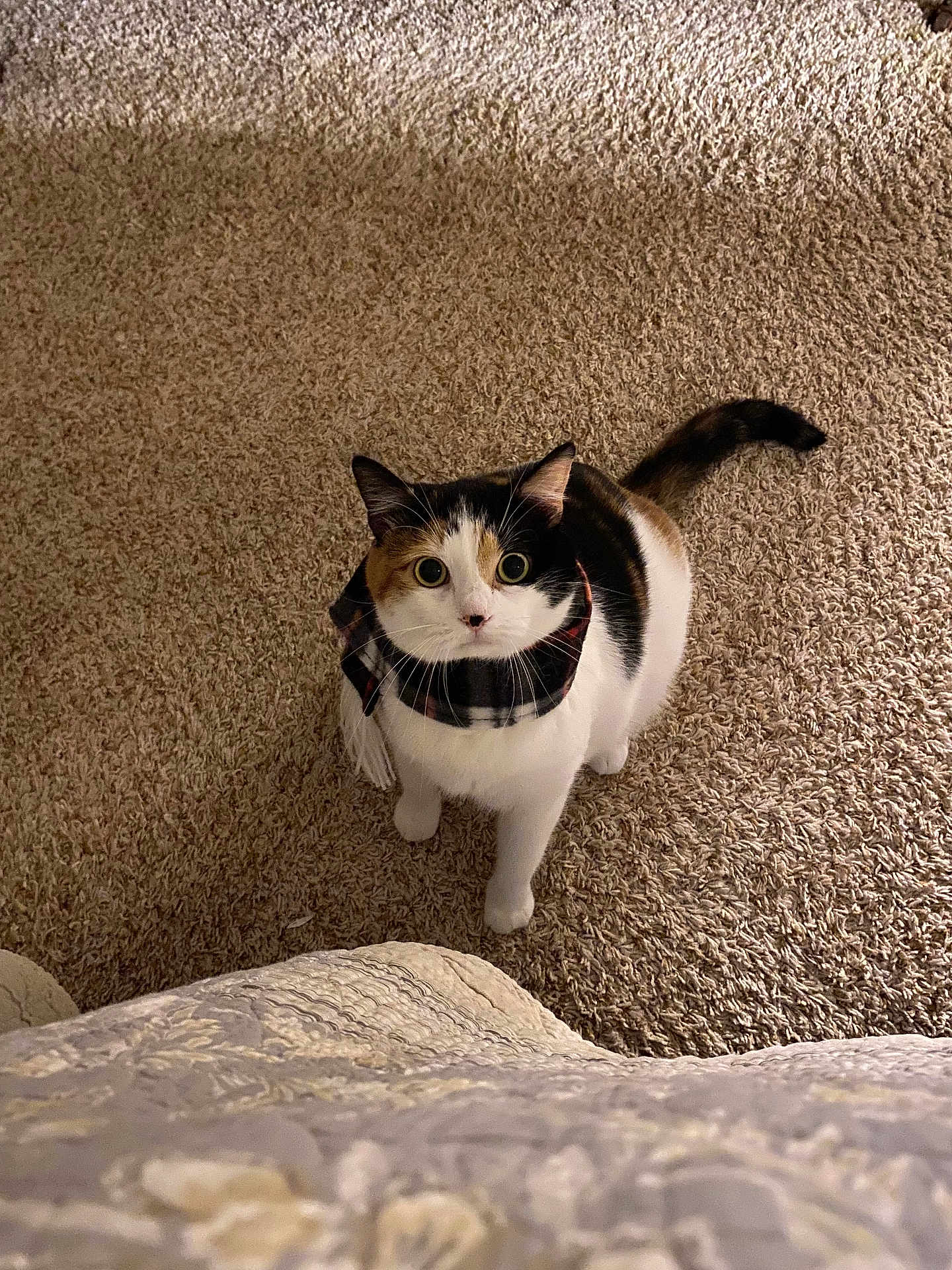 Nova