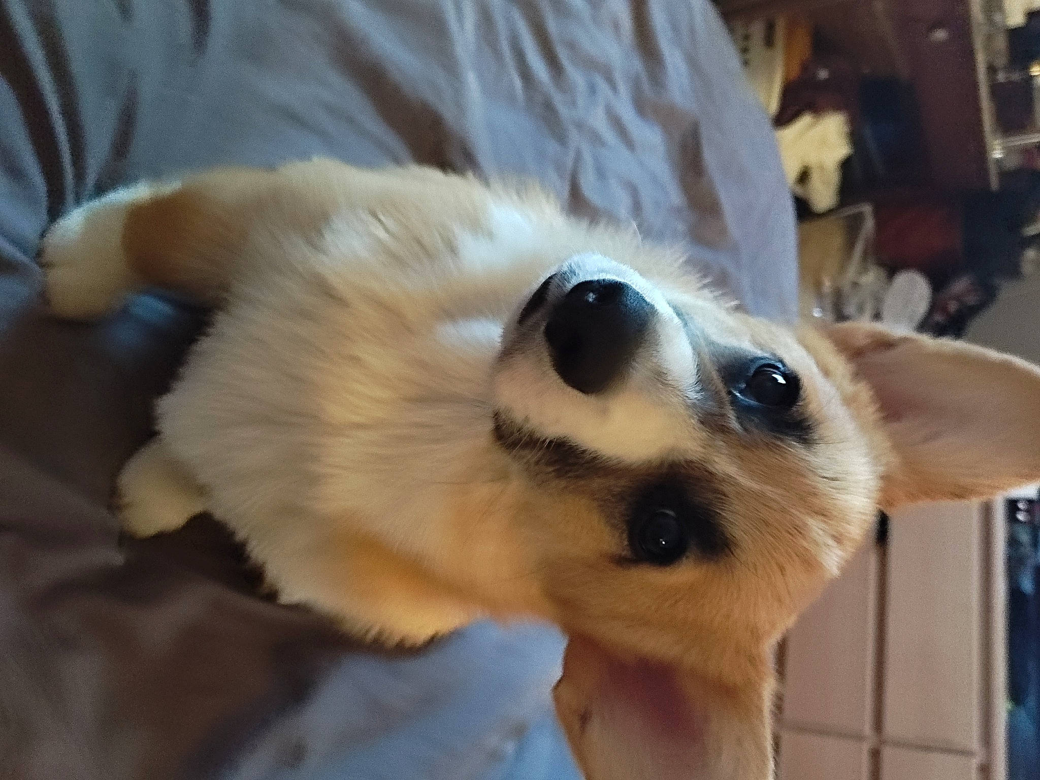 Toffee participe au concours pour gagner de l'argent avec cette photo : canidae, carnivore, companion_dog, dog, dog_breed, ear, eyelash, fawn, fur, paw, puppy, snout, sporting_group, tail, terrestrial_animal, toy_dog, whiskers, working_animal, working_dog