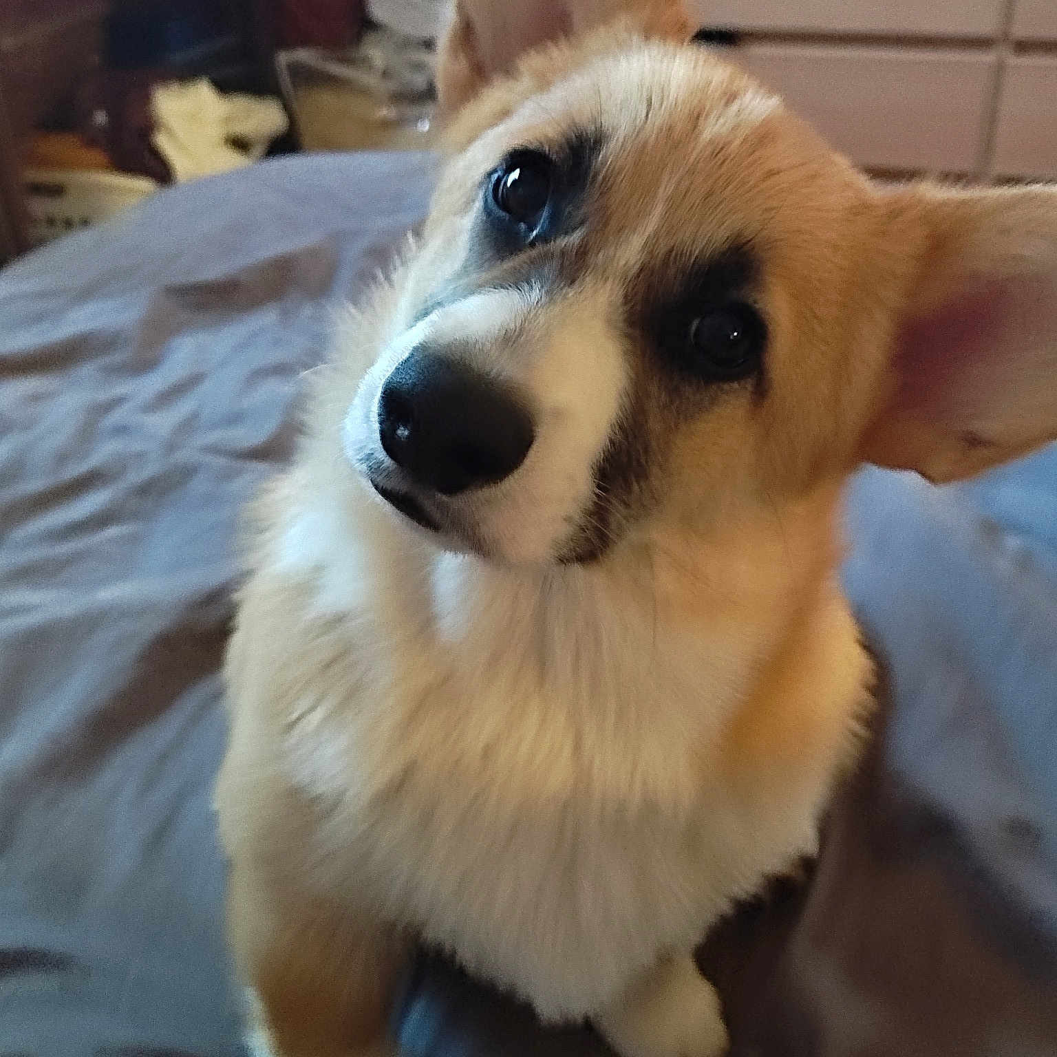 Toffee