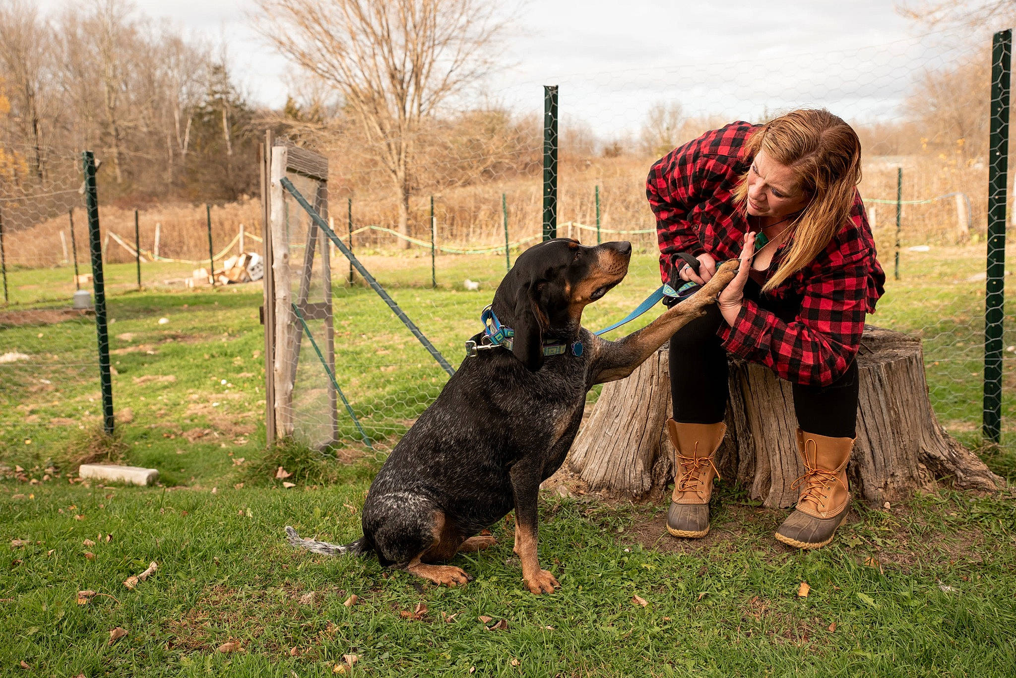 Anne is registered to the contest to win money with this photo: canidae, carnivore, cloud, collar, companion_dog, dog, dog_breed, dog_supply, fence, grass, guard_dog, leash, pet_supply, plant, sky, smile, sporting_group, tree, working_animal, working_dog