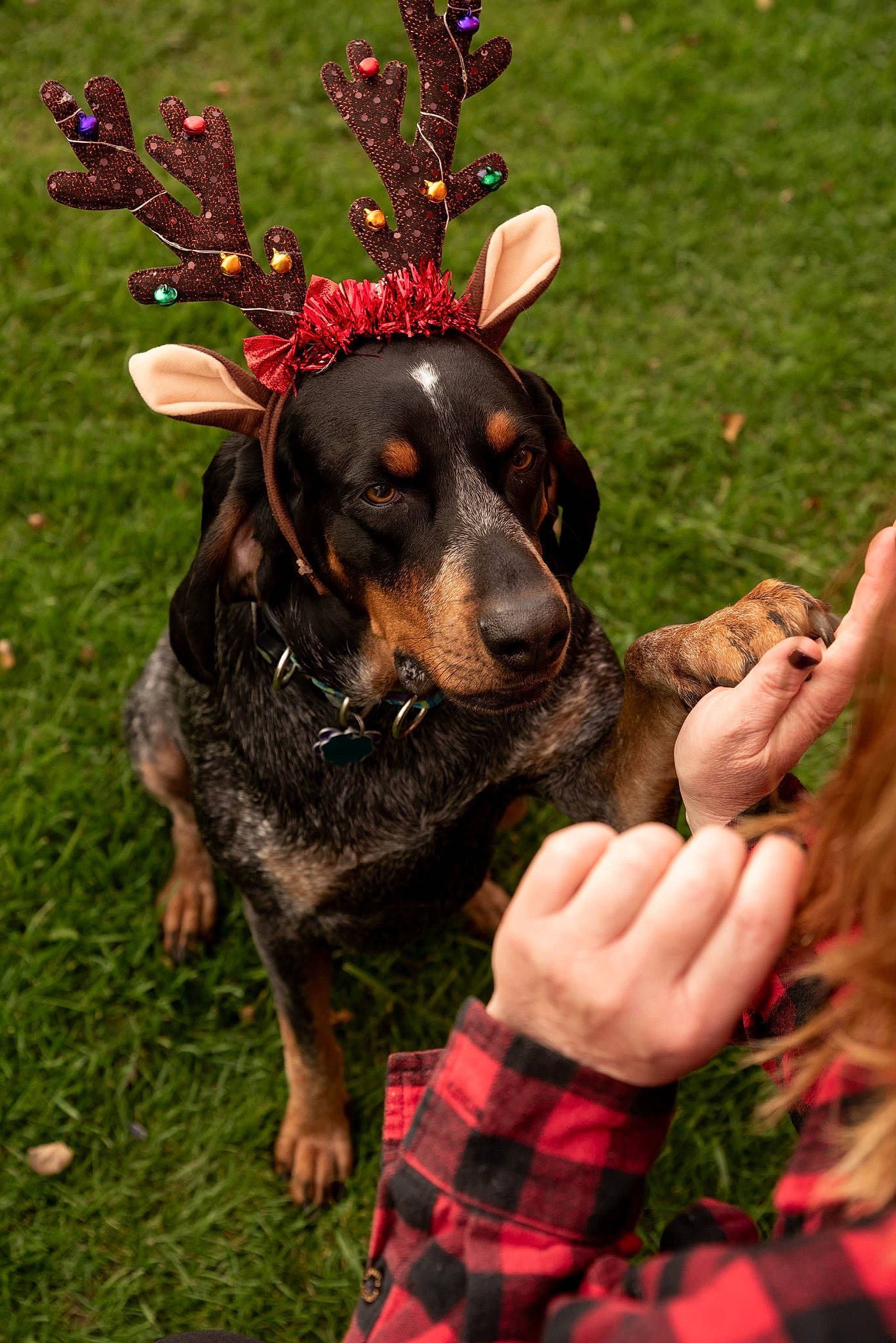 Anne joined the competition — help win amazing prizes! canidae, carnivore, collar, companion_dog, dog, dog_breed, event, fawn, gesture, grass, guard_dog, pattern, people_in_nature, pinscher, plaid, plant, sporting_group, tartan, toy_dog, working_animal