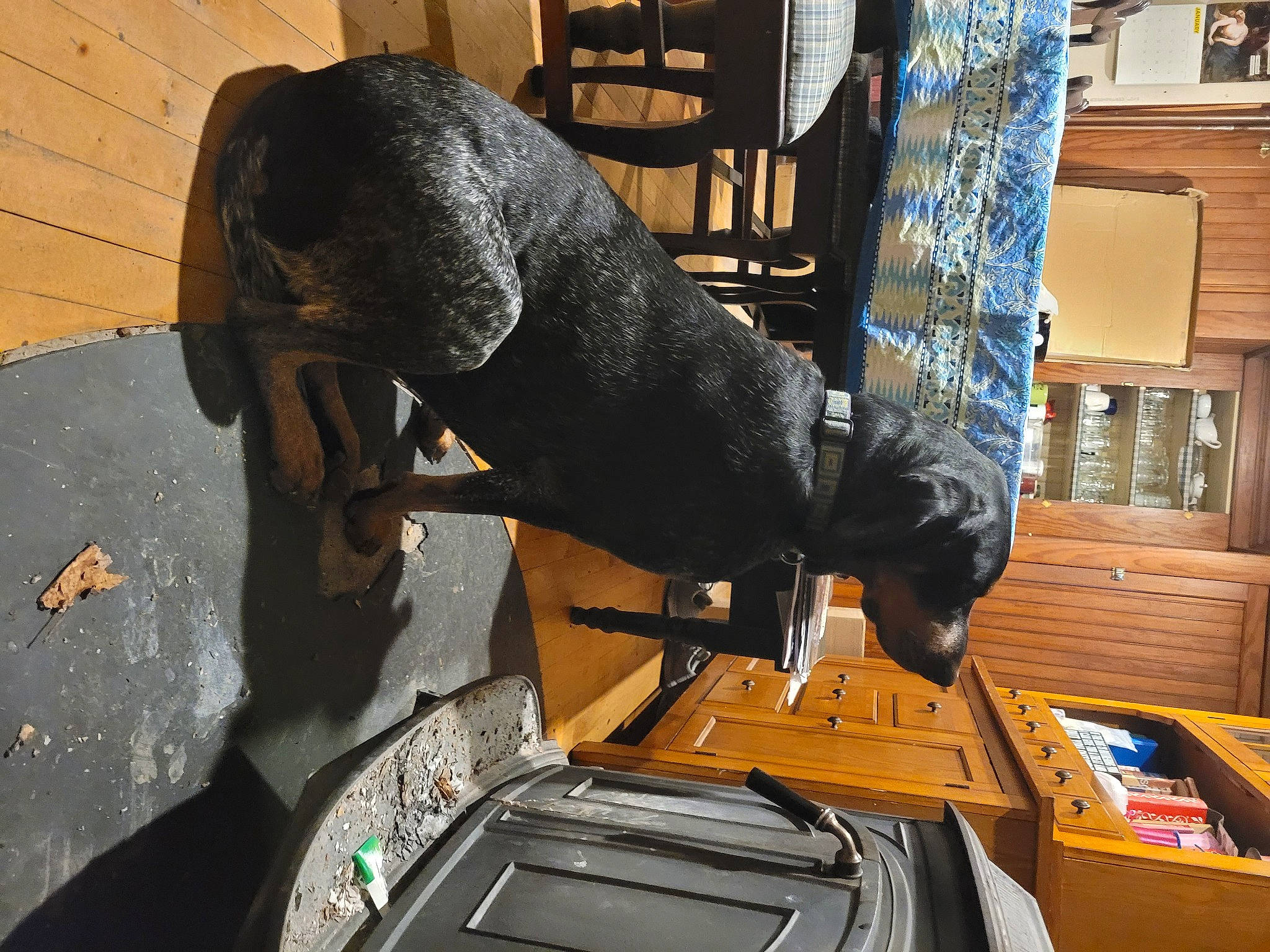 Anne is registered to the contest to win money with this photo: art, auto_part, automotive_exterior, automotive_tire, automotive_wheel_system, bookcase, bumper, canidae, chair, flooring, fur, machine, metal, room, sculpture, sitting, sporting_group, statue, tail, wood