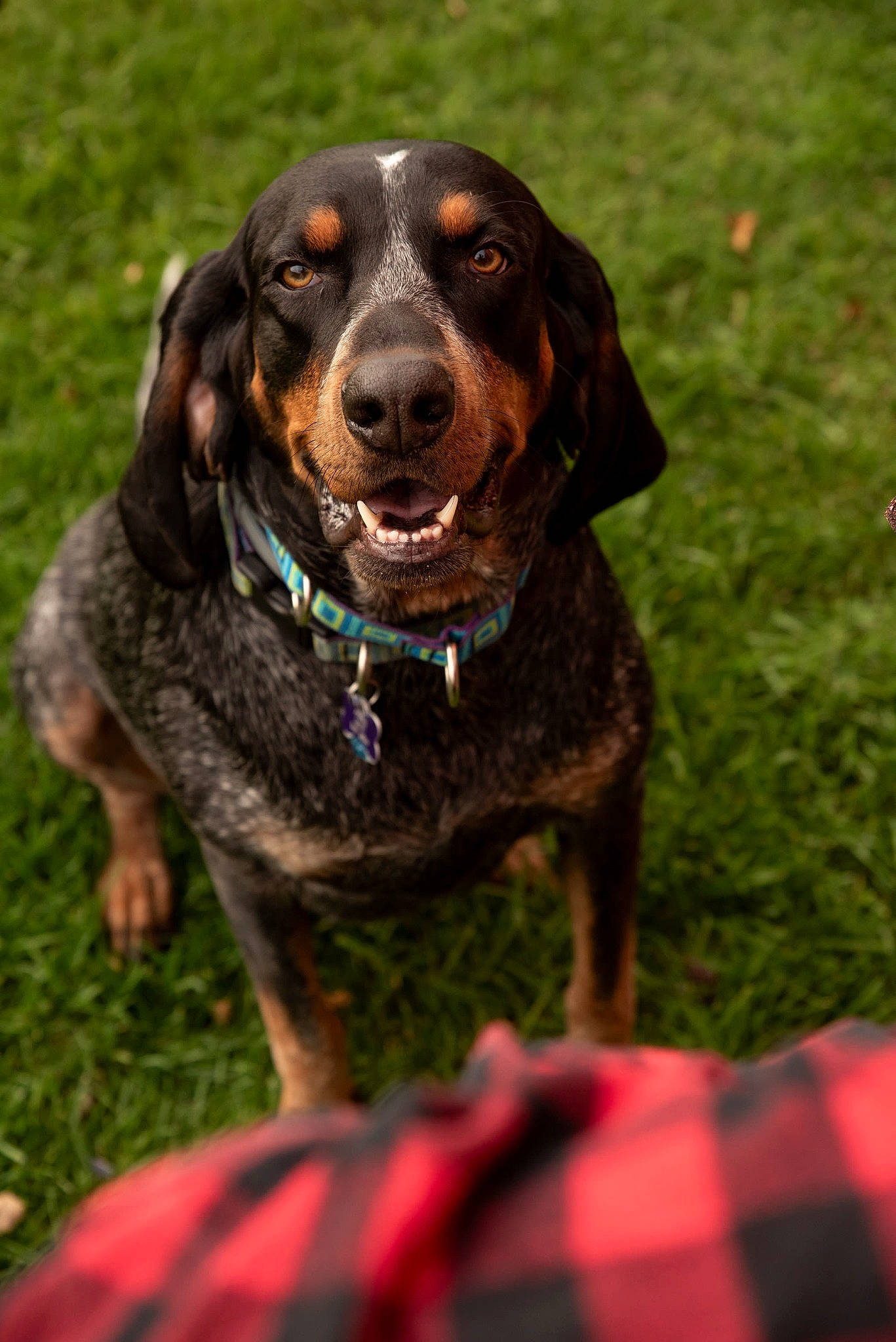 Anne joined the competition — help win amazing prizes! canidae, carnivore, cocker_spaniel, collar, companion_dog, dog, dog_breed, dog_collar, grass, gun_dog, liver, pattern, plaid, pointing_breed, retriever, snout, spaniel, sporting_group, tartan, working_animal