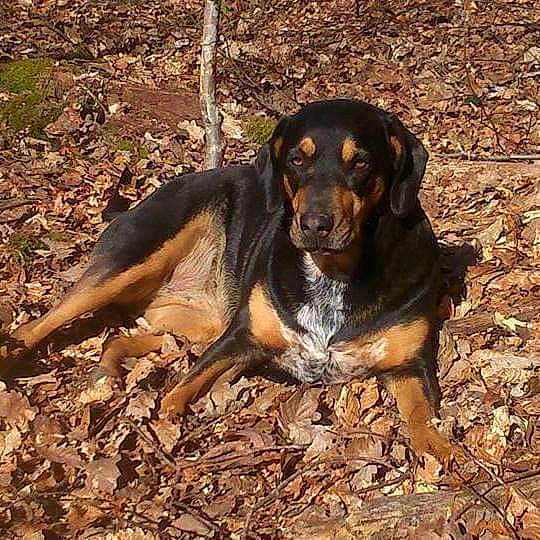 Ellie