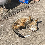Ryuk joined the competition — help win amazing prizes! animal, cat, collar, concrete, daylight, fur, ground, motor_oil_container, nature, outdoor, pet, playful, potted_plant, relaxed, resting, shadow, sunlight, tabby_cat, tail, whiskers