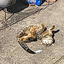animal, cat, collar, concrete, daylight, fur, ground, motor_oil_container, nature, outdoor, pet, playful, potted_plant, relaxed, resting, shadow, sunlight, tabby_cat, tail, whiskers