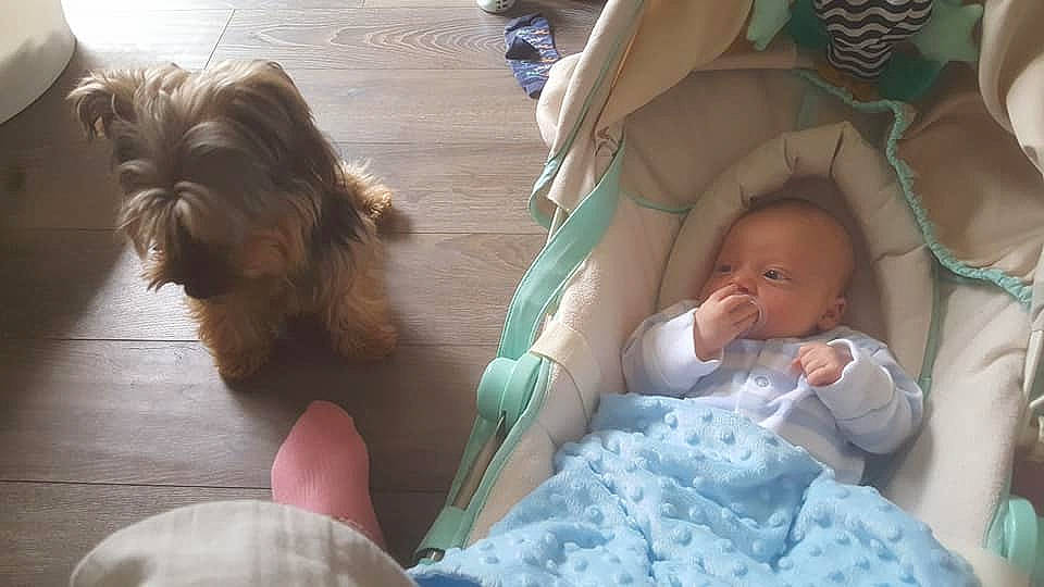 Blizzard joined the competition — help win amazing prizes! baby, birth, canidae, carnivore, child, companion_dog, dog, dog_breed, lhasa_apso, morkie, puppy_love, shih_tzu, toddler, toy_dog