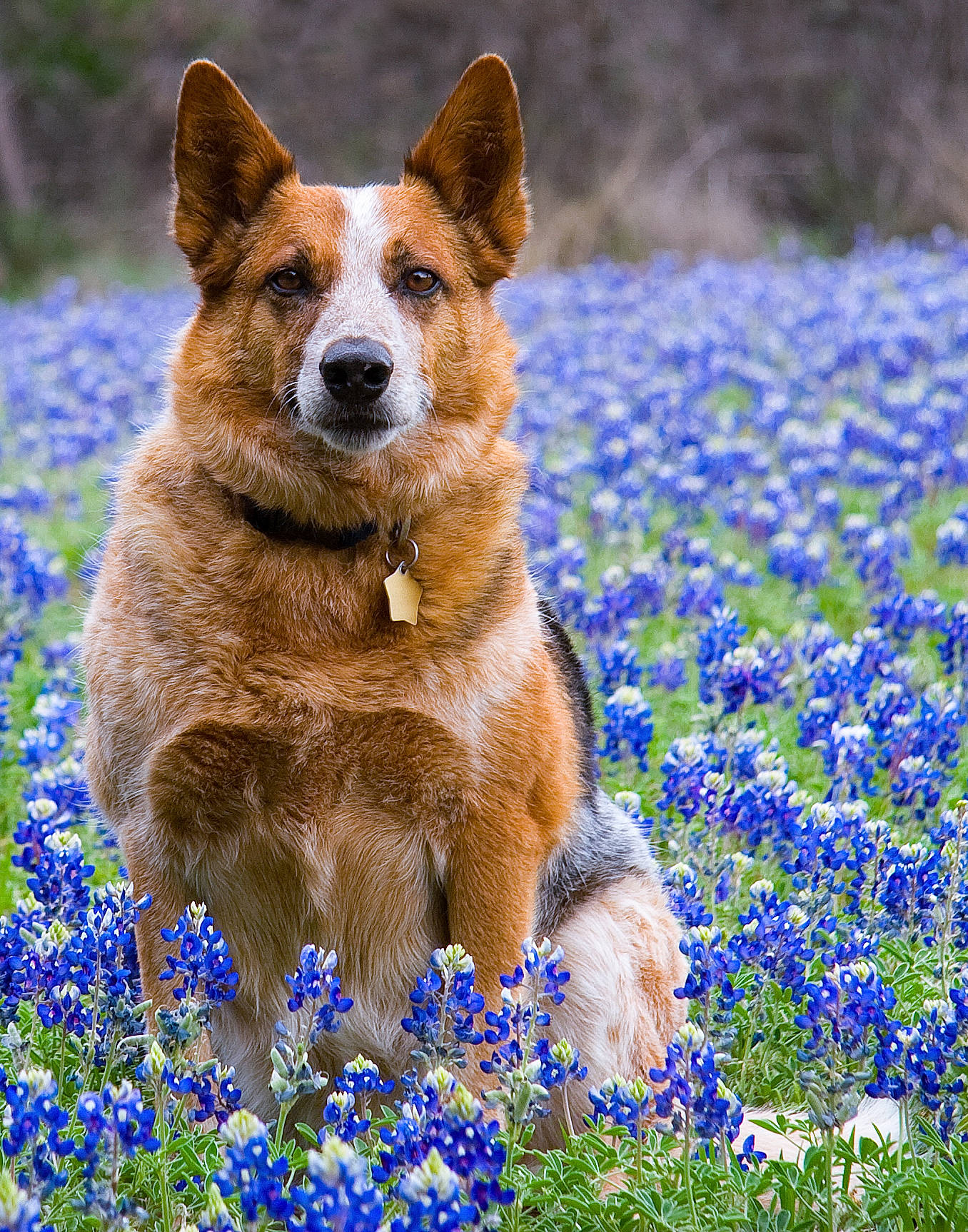 Brewster joined the competition — help win amazing prizes! australian_cattle_dog, bluebonnet, canidae, carnivore, dog, dog_breed, english_lavender, fawn, flower, flowering_plant, lupin, mammal, plant, texas_bluebonnet, vertebrate, wildflower