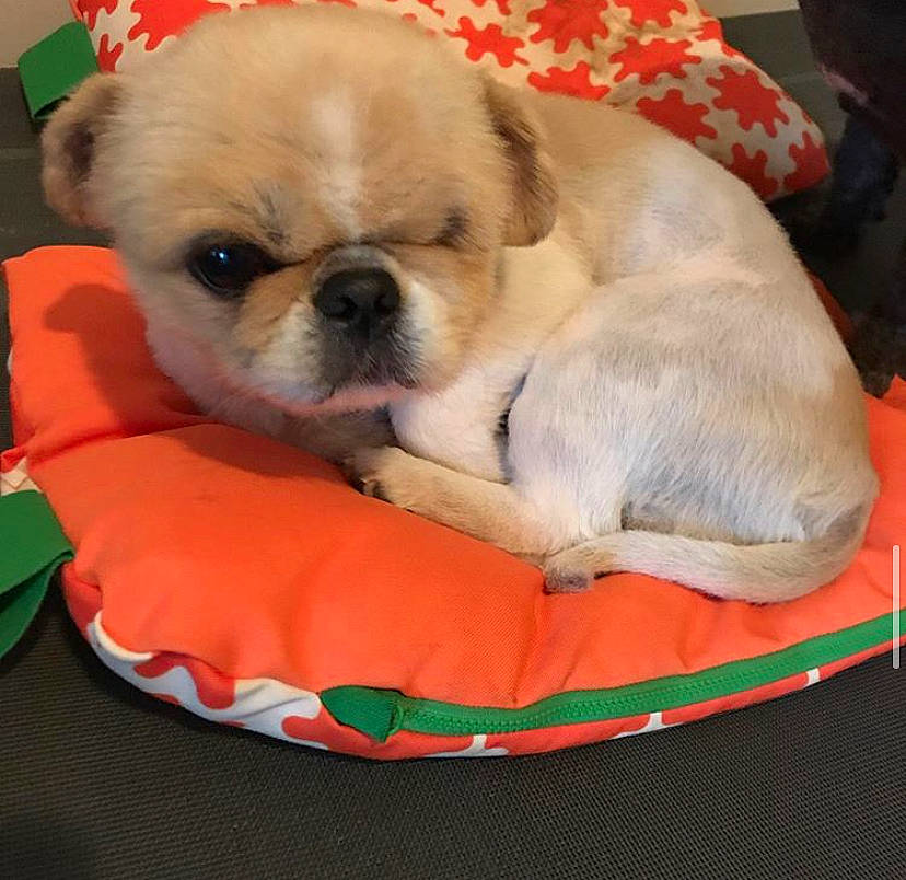 Lumpy joined the competition — help win amazing prizes! ancient_dog_breeds, canidae, carnivore, companion_dog, dog, dog_breed, fawn, mammal, non_sporting_group, pug, puppy, puppy_love, rare_breed_dog, snout, sporting_group, toy_dog