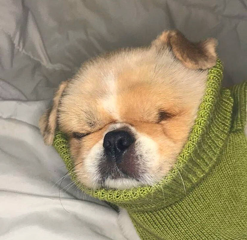 Lumpy is registered to the contest to win money with this photo: ancient_dog_breeds, canidae, carnivore, companion_dog, dog, dog_breed, ear, eye, fawn, head, mammal, non_sporting_group, nose, puppy, puppy_love, skin, snout, sporting_group, toy_dog, whiskers