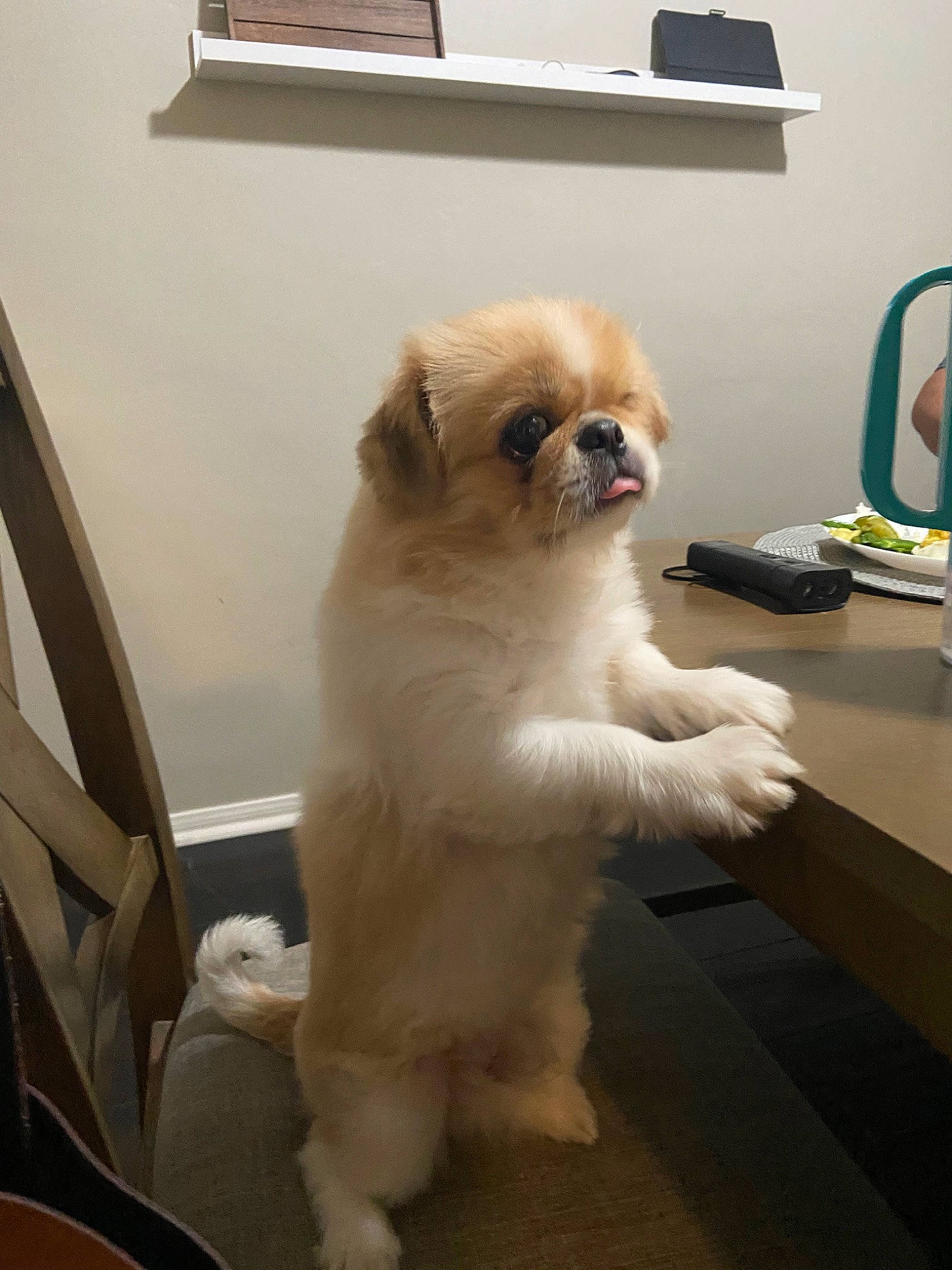 Lumpy joined the competition — help win amazing prizes! ancient_dog_breeds, canidae, carnivore, companion_dog, dog, dog_breed, fawn, fur, japanese_chin, lhasa_apso, mammal, pekingese, puppy, rare_breed_dog, shih_tzu, snout, sporting_group, tibetan_spaniel, toy_dog, vertebrate