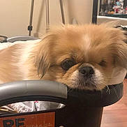 Lumpy is registered to the contest to win money with this photo: ancient_dog_breeds, canidae, carnivore, chinese_imperial_dog, companion_dog, dog, dog_breed, eye, fawn, japanese_chin, mammal, pekingese, puppy, puppy_love, shih_tzu, snout, sporting_group, tibetan_spaniel, toy_dog, whiskers