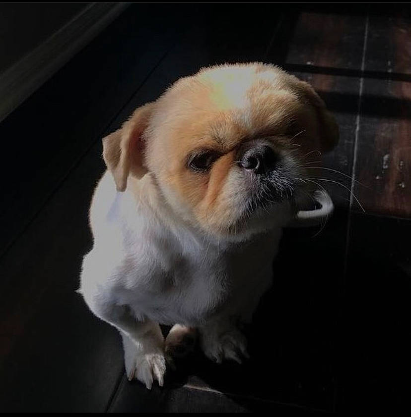 Lumpy is registered to the contest to win money with this photo: canidae, carnivore, companion_dog, dog, dog_breed, ear, eye, fawn, head, mammal, mouth, nose, organ, pekingese, puppy, puppy_love, skin, snout, sporting_group, whiskers