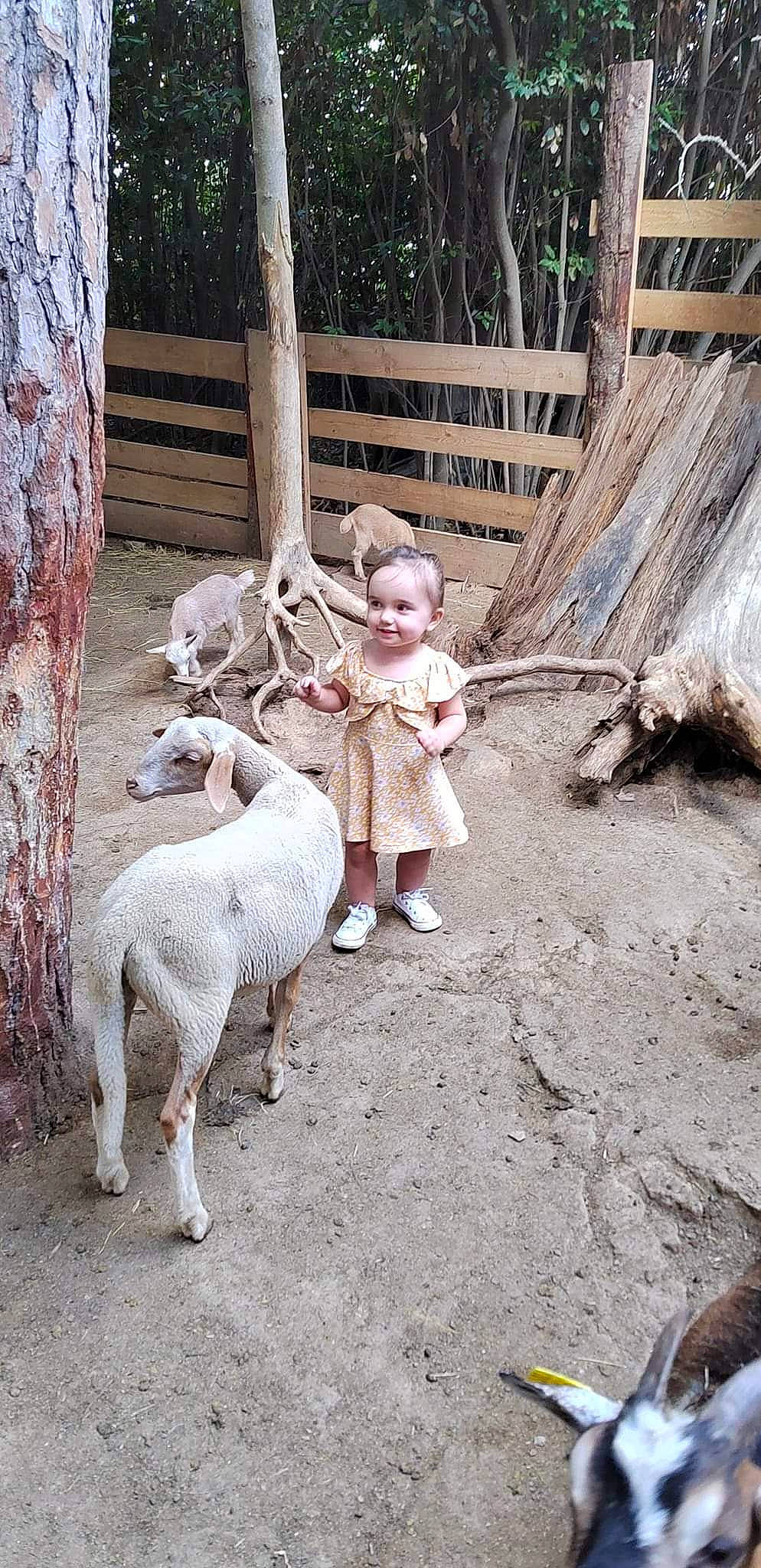 Tania participe au concours pour gagner de l'argent avec cette photo : art, child, dress, fawn, fun, fur, goats, grass, joy, landscape, leisure, livestock, person, plant, sheep, tail, toddler, tree, trunk, wildlife