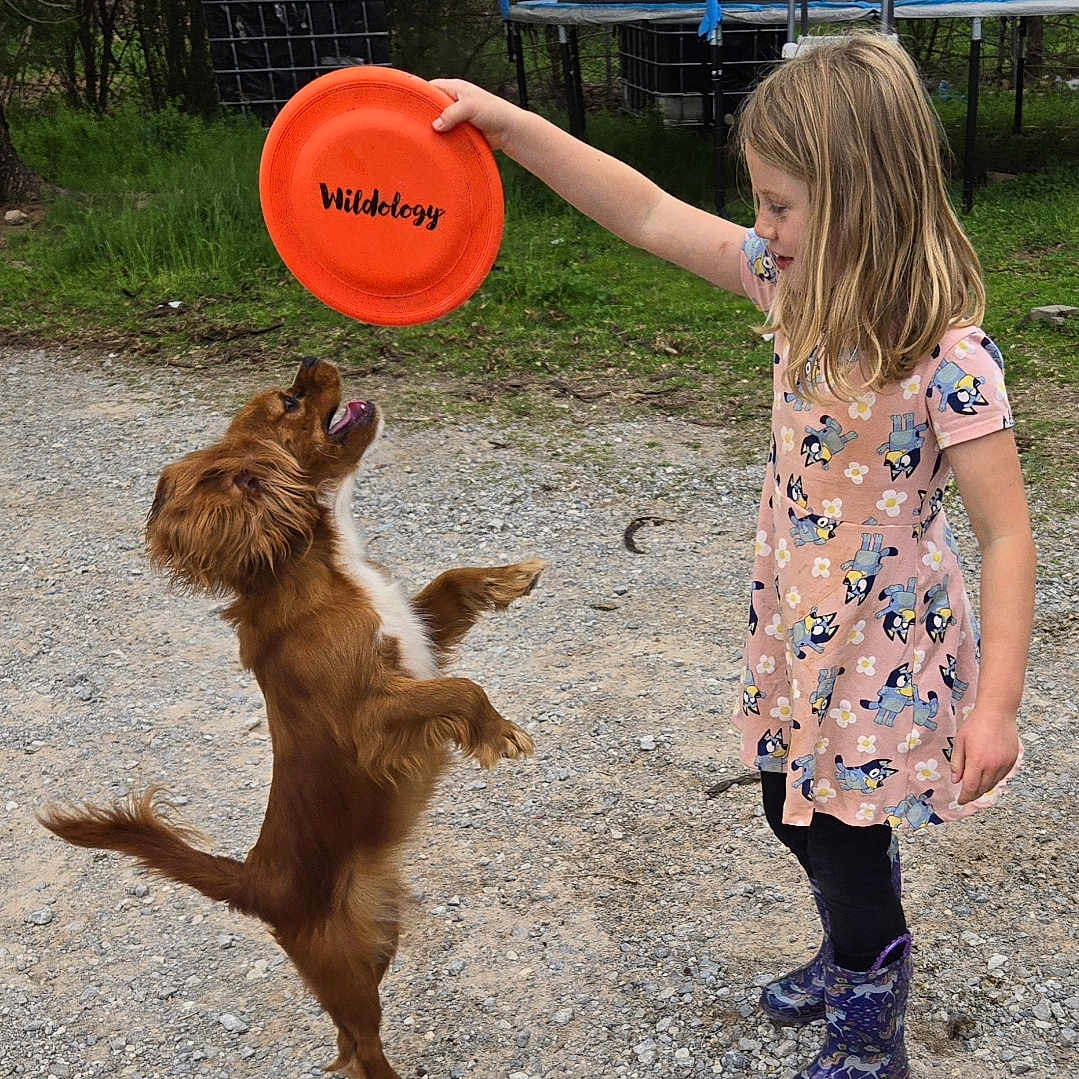 Scarlett is registered to the contest to win money with this photo: animal, canine, child, clothing, dog, face, female, footwear, frisbee, girl, grass, head, outdoors, person, pet, photography, plant, portrait, shoe, toy