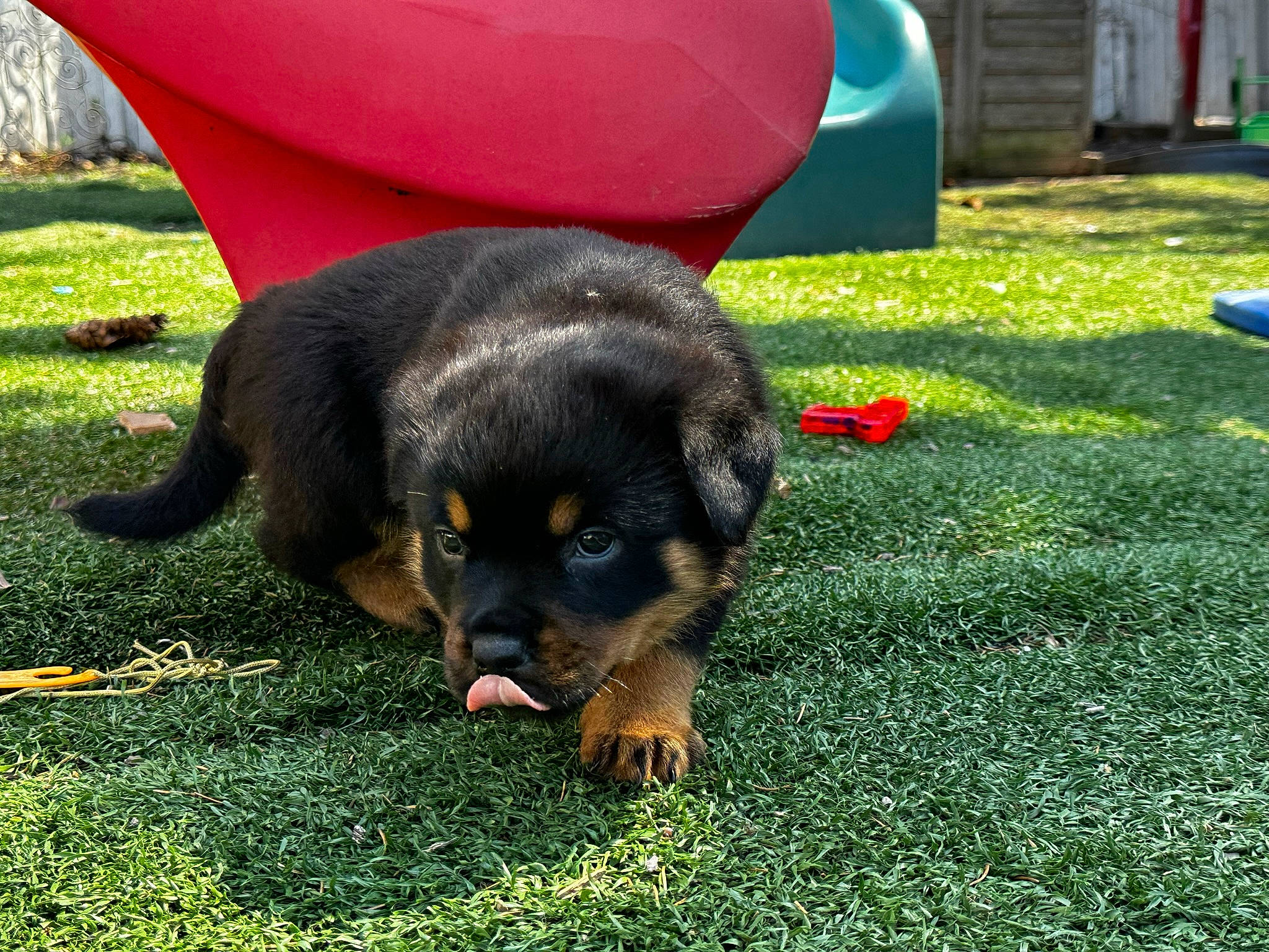 Pinky is registered to the contest to win money with this photo: canidae, carnivore, companion_dog, dog, dog_breed, grass, guard_dog, paw, snout, sporting_group, tail, terrestrial_animal, working_dog