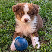 Asko participe au concours pour gagner de l'argent avec cette photo : animal, blue_ball, brown_fur, chewed_toy, cute, daylight, dog, fur, grass, greenery, looking, nature, outdoor, pet, playful, puppy, sitting, toy, white_fur, young