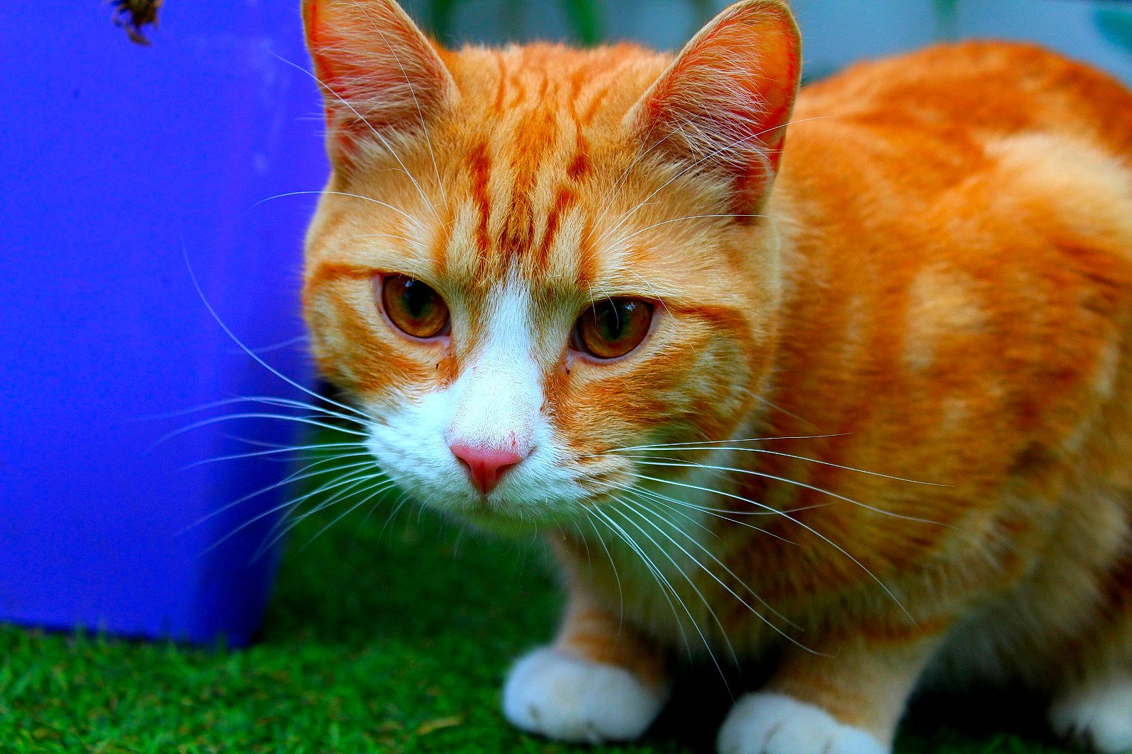 Tigger joined the competition — help win amazing prizes! art, carnivore, cat, close_up, domestic_short_haired_cat, electric_blue, eye, fawn, felidae, fur, grass, iris, paw, small_to_medium_sized_cats, snout, tail, terrestrial_animal, whiskers, wildlife