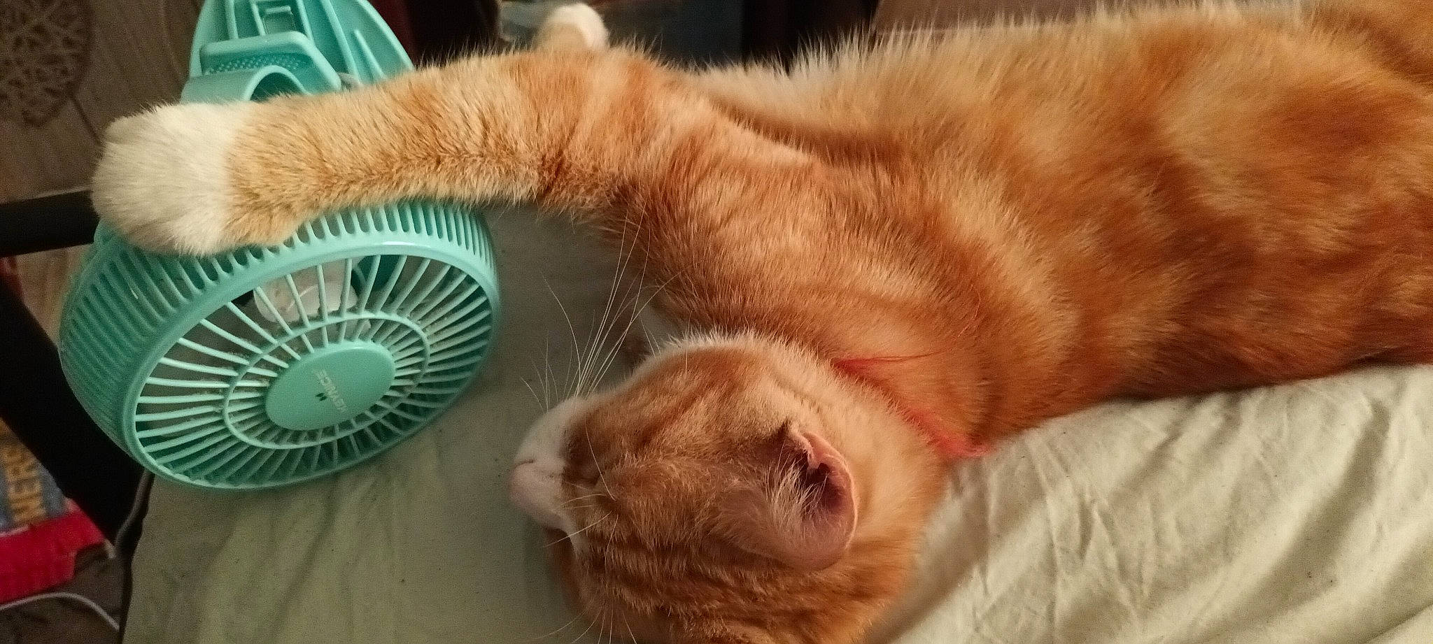 Tigger joined the competition — help win amazing prizes! carnivore, cat, claw, comfort, dog_breed, domestic_short_haired_cat, fawn, felidae, fur, home_appliance, mammal, mechanical_fan, small_to_medium_sized_cats, snout, sporting_group, tail, terrestrial_animal, vertebrate, whiskers, wood