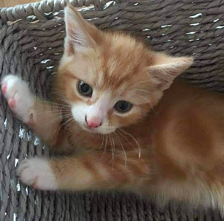 Tigger is registered to the contest to win money with this photo: carnivore, cat, cat_furniture, cat_supply, claw, domestic_short_haired_cat, ear, fawn, felidae, fur, paw, small_to_medium_sized_cats, snout, tail, whiskers