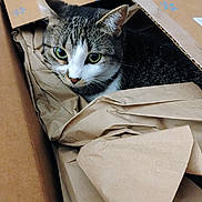 Stinkaboo joined the competition — help win amazing prizes! animal, brown, cardboard_box, cat, close_up, cozy, curious, cute, domestic_animal, ears, feline, green_eyes, indoor, looking, packing_paper, pet, sitting, tabby_cat, whiskers, white
