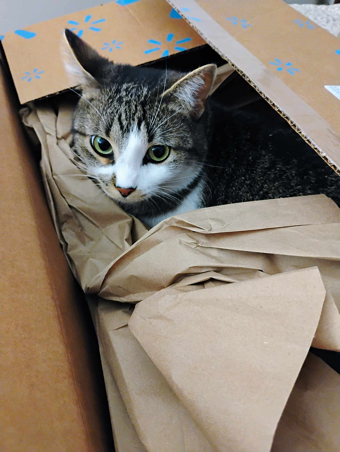 Stinkaboo joined the competition — help win amazing prizes! animal, brown, cardboard_box, cat, close_up, cozy, curious, cute, domestic_animal, ears, feline, green_eyes, indoor, looking, packing_paper, pet, sitting, tabby_cat, whiskers, white
