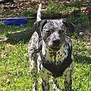 Girly joined the competition — help win amazing prizes! dog, spotted_dog, harness, grass, outdoor, sunlight, leaves, garden_tools, blue_bowl, black_harness, pet, animal, canine, standing, alert, nature, daylight, yard, playful, domestic