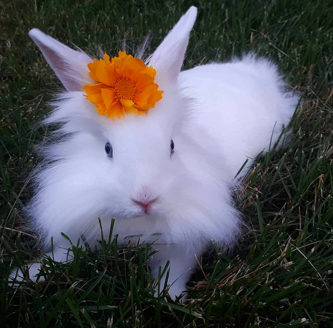 Bleuet a rejoint le concours — aidez-le/la à gagner de superbes lots ! angora_rabbit, domestic_rabbit, fur, grass, plant, rabbit, rabbits_and_hares, tail, whiskers