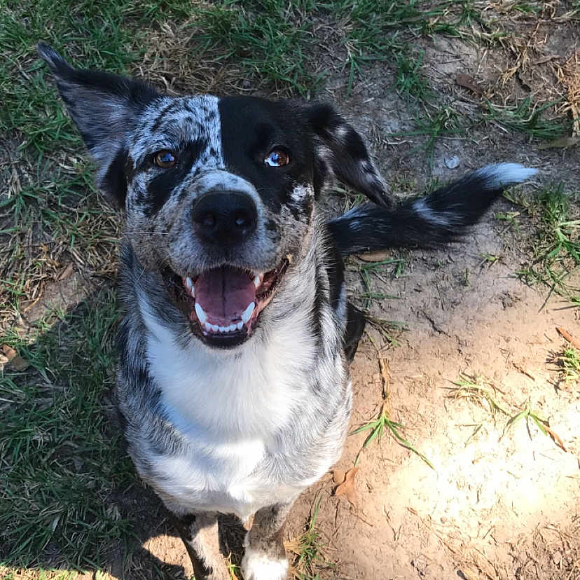 Avery Lynn joined the competition — help win amazing prizes! animal, ball, bodypart, bulldog, canine, dog, grass, hound, husky, mouth, outdoors, person, pet, plant, pointer, puppy, soil, sport, tennis, tree