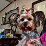 being_held, brown_gray_fur, close_up, cute, dog, dresser, fluffy, furniture, groomed, home, indoor, long_hair, mirror, pet, pink_bow, portrait, room, small_dog, tongue_out, yorkshire_terrier