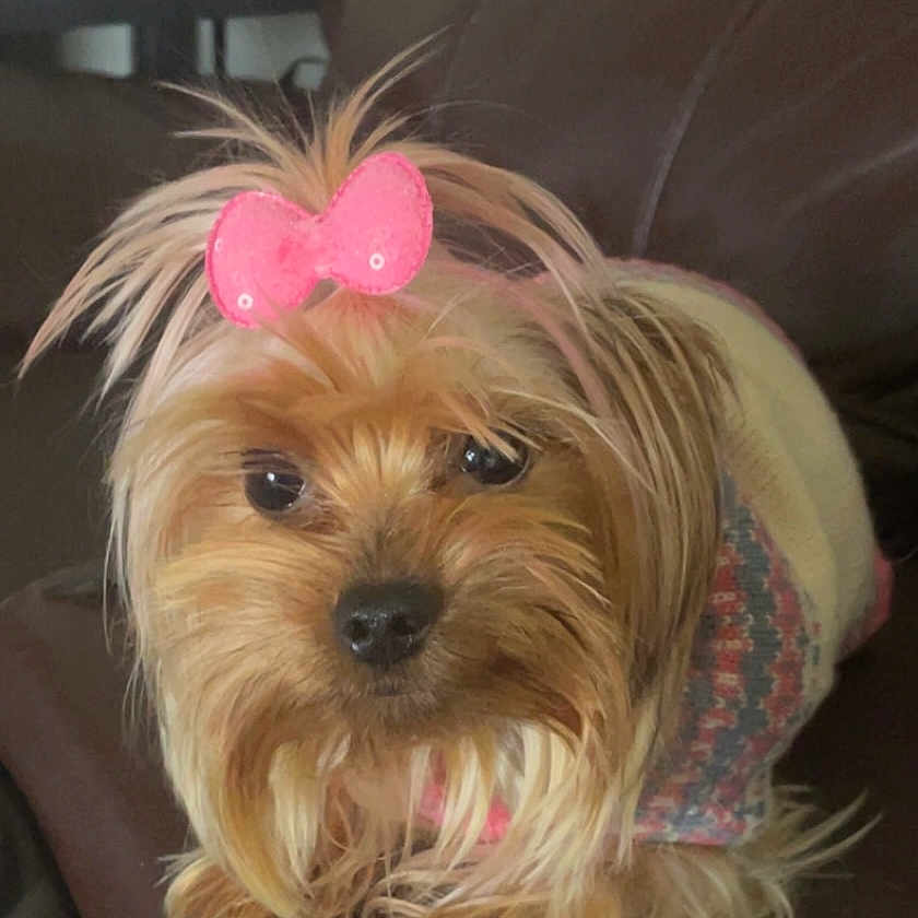 Jade is registered to the contest to win money with this photo: affenpinscher, animal, architecture, building, canine, chair, couch, cushion, dog, face, furniture, head, homedecor, person, pet, photography, plate, portrait, puppy, terrier