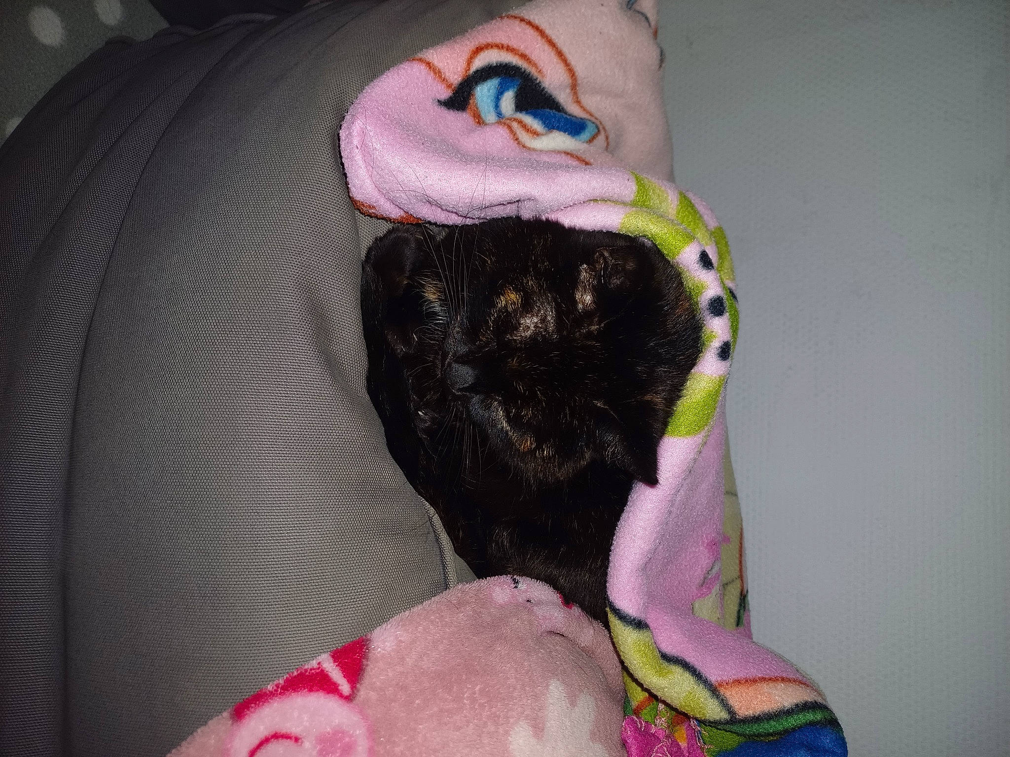 Lana a rejoint le concours — aidez-le/la à gagner de superbes lots ! carnivore, cat, comfort, fang, felidae, fur, jaw, linens, magenta, moustache, pink, plush, small_to_medium_sized_cats, snout, stuffed_toy, tail, textile, toy, whiskers, wool