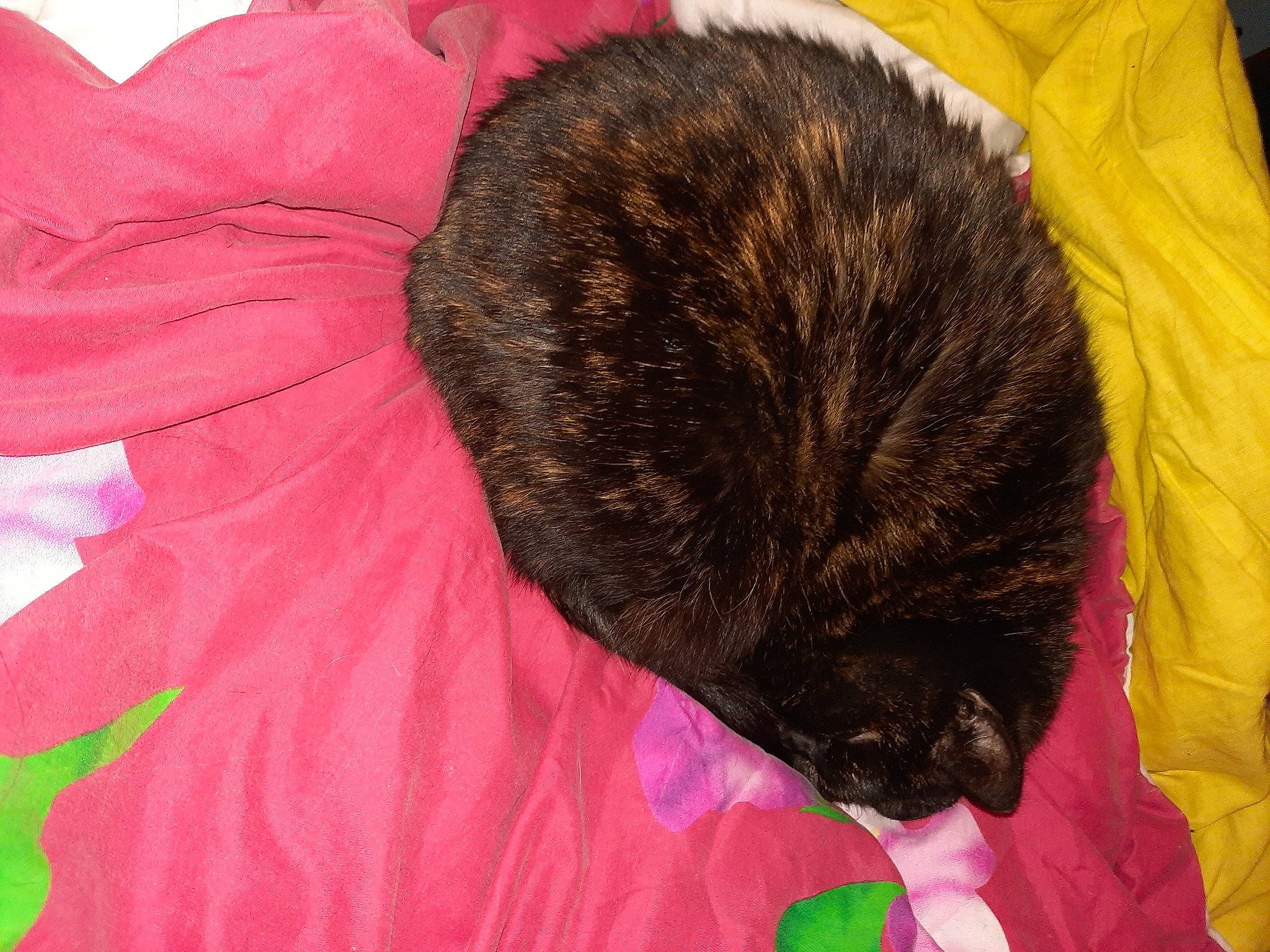 Lana participe au concours pour gagner de l'argent avec cette photo : carnivore, cat, felidae, fur, magenta, nap, pink, red, sleep, small_to_medium_sized_cats, tail