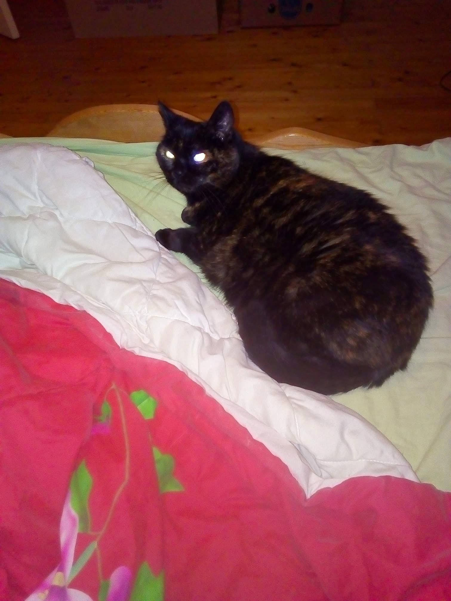 Lana a rejoint le concours — aidez-le/la à gagner de superbes lots ! asian, black, black_cat, carnivore, cat, domestic_short_haired_cat, felidae, kitten, small_to_medium_sized_cats, tail, whiskers