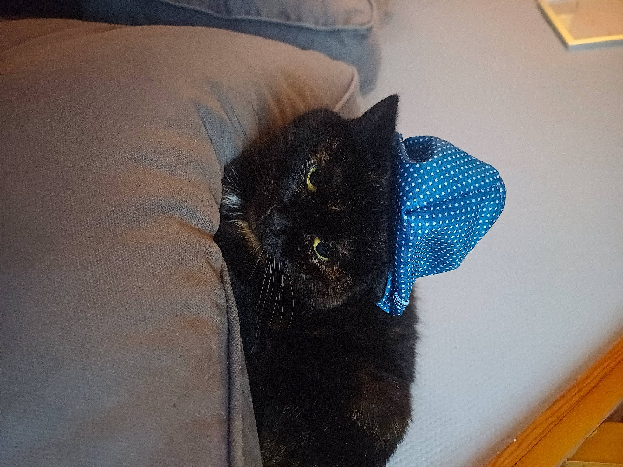 Lana participe au concours pour gagner de l'argent avec cette photo : black_cat, bombay, carnivore, cat, cat_supply, claw, comfort, couch, domestic_short_haired_cat, electric_blue, felidae, flooring, fur, grey, hardwood, room, small_to_medium_sized_cats, tail, whiskers, wood