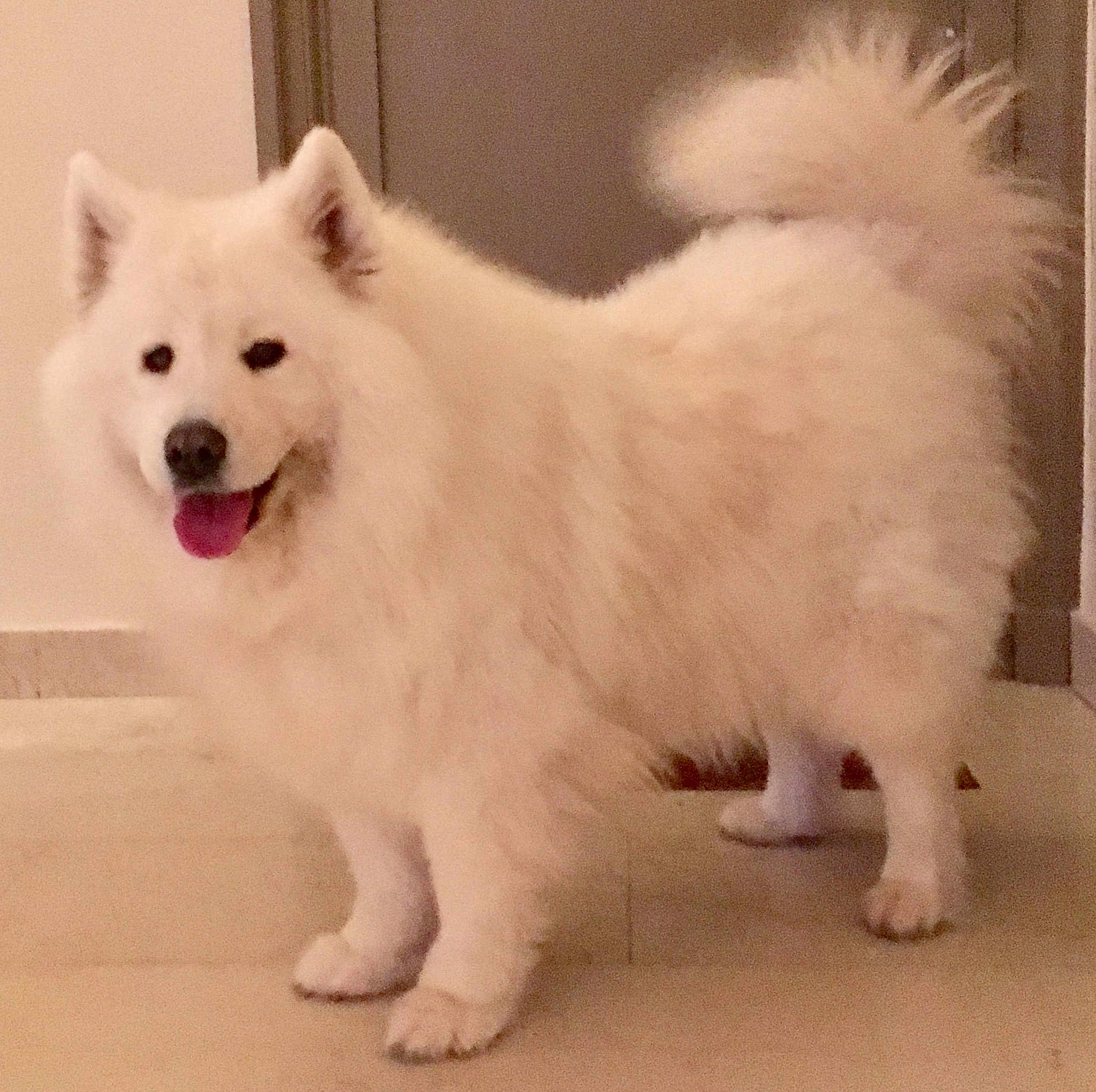 Oscar
