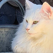 Tosca Montagard a rejoint le concours — aidez-le/la à gagner de superbes lots ! animal, cat, close_up, cute, domestic_cat, feline, fluffy_fur, garden, green_eyes, nature, outdoor, pet, portrait, serene, side_view, soft_lighting, terracotta_pots, watering_can, whiskers, white_cat