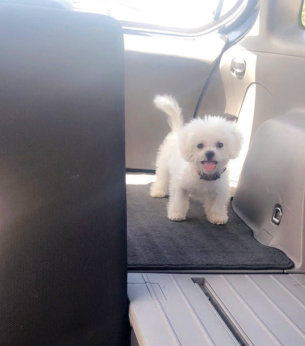 Neo joined the competition — help win amazing prizes! bichon, bichon_frise, bolognese, canidae, carnivore, companion_dog, coton_de_tulear, dog, dog_breed, maltepoo, maltese, mammal, morkie, non_sporting_group, puppy, schnoodle, sporting_group, toy_dog, toy_poodle, west_highland_white_terrier