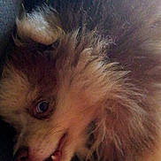 Azur participe au concours pour gagner de l'argent avec cette photo : animal, canine, close, close_up, curious, cute, dog, expression, face, fluffy, fur, indoor, mammal, nose, pet, playful, portrait, snout, teeth, whiskers