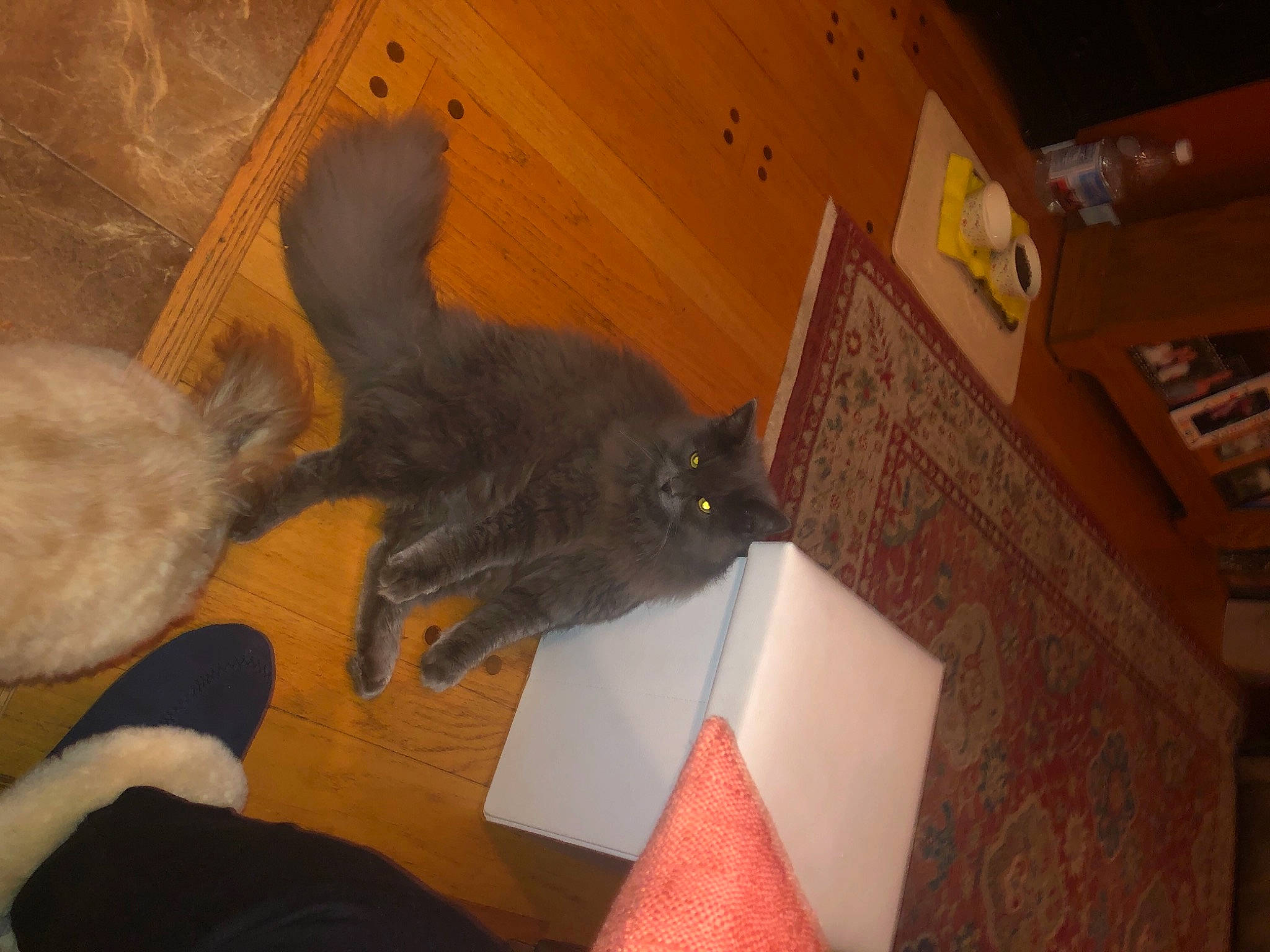 Stitch joined the competition — help win amazing prizes! black_cat, carnivore, cat, cone, domestic_short_haired_cat, felidae, floor, flooring, fur, hardwood, laminate_flooring, party_hat, plywood, small_to_medium_sized_cats, tail, varnish, whiskers, wood, wood_flooring, wood_stain