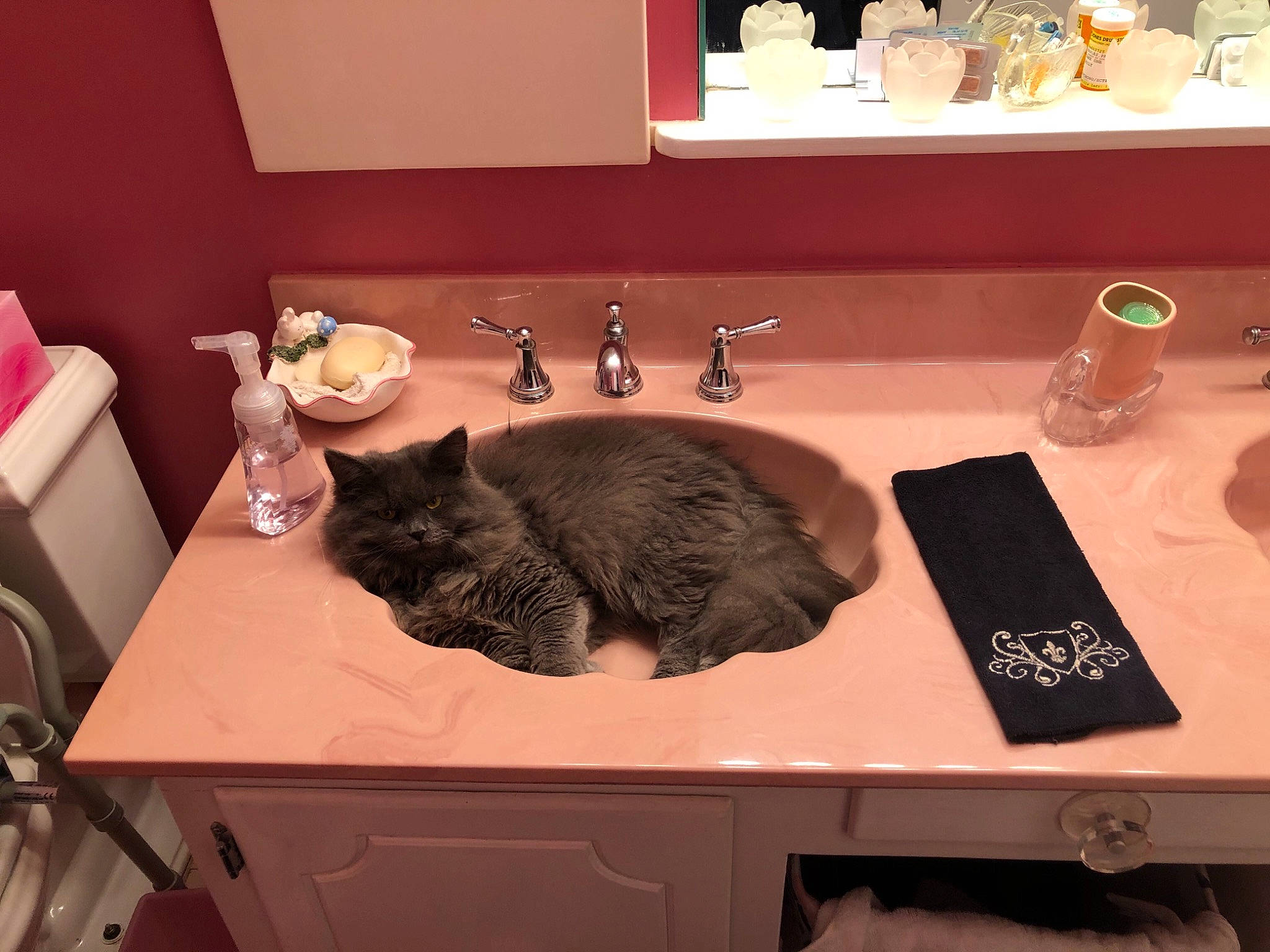 Stitch joined the competition — help win amazing prizes! bathroom_accessory, bathroom_sink, bottle, carnivore, cat, ceramic, countertop, felidae, fur, household_supply, interior_design, paper_towel, plumbing, plumbing_fixture, porcelain, room, sink, small_to_medium_sized_cats, tap, whiskers