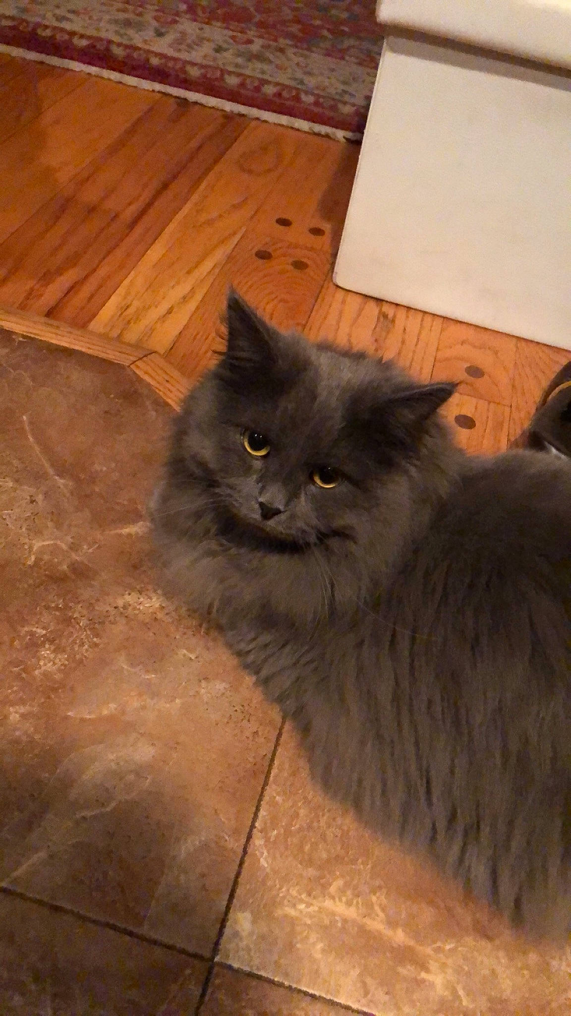 Stitch joined the competition — help win amazing prizes! carnivore, cat, domestic_long_haired_cat, felidae, floor, flooring, fur, hardwood, iris, laminate_flooring, mammal, plywood, small_to_medium_sized_cats, snout, varnish, vertebrate, whiskers, wood, wood_flooring, wood_stain