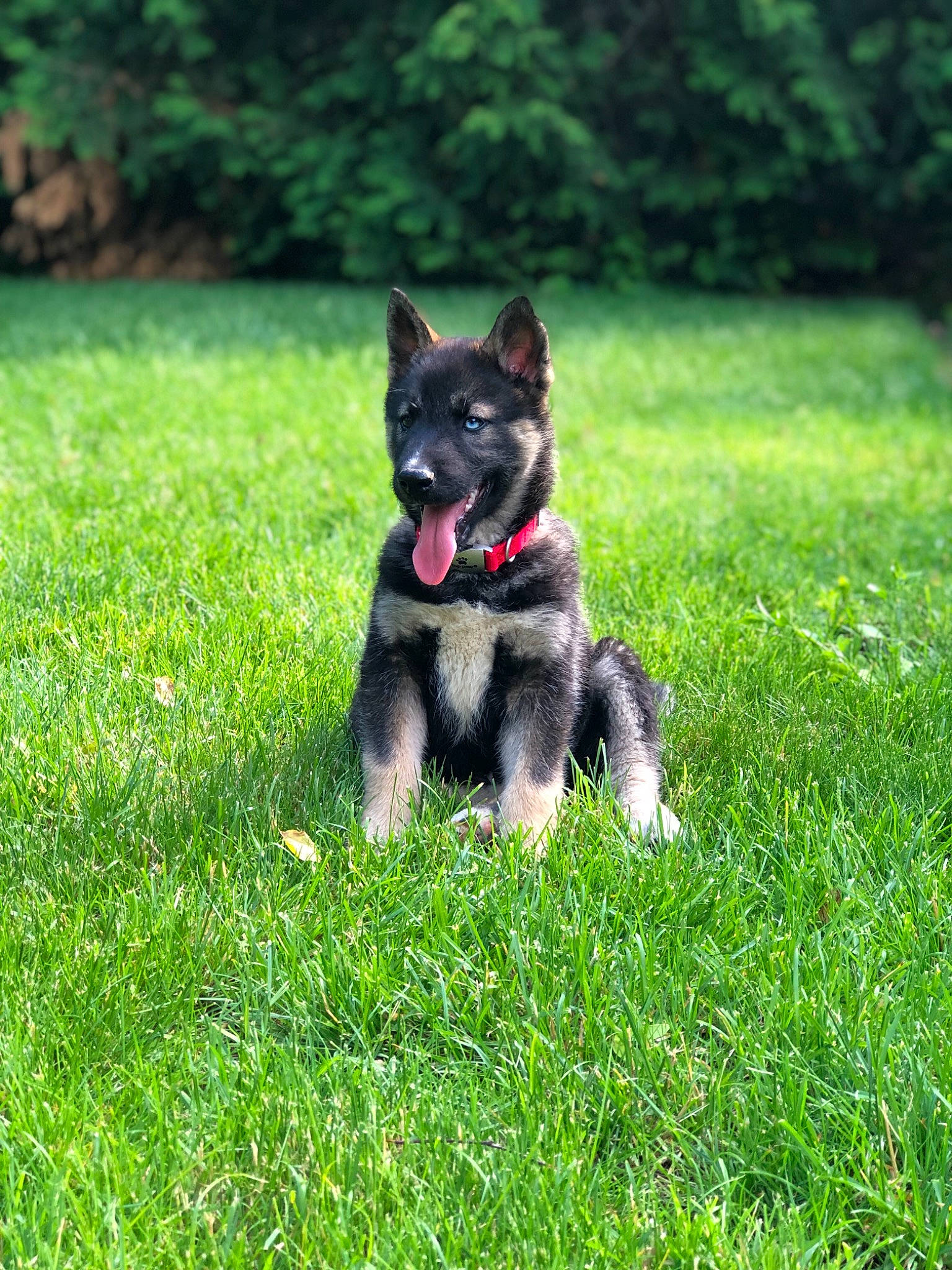 Edison is registered to the contest to win money with this photo: canidae, carnivore, companion_dog, dog, dog_breed, dog_supply, field, grass, grass_family, grassland, groundcover, lawn, meadow, non_sporting_group, pasture, prairie, snout, sporting_group, working_animal, working_dog