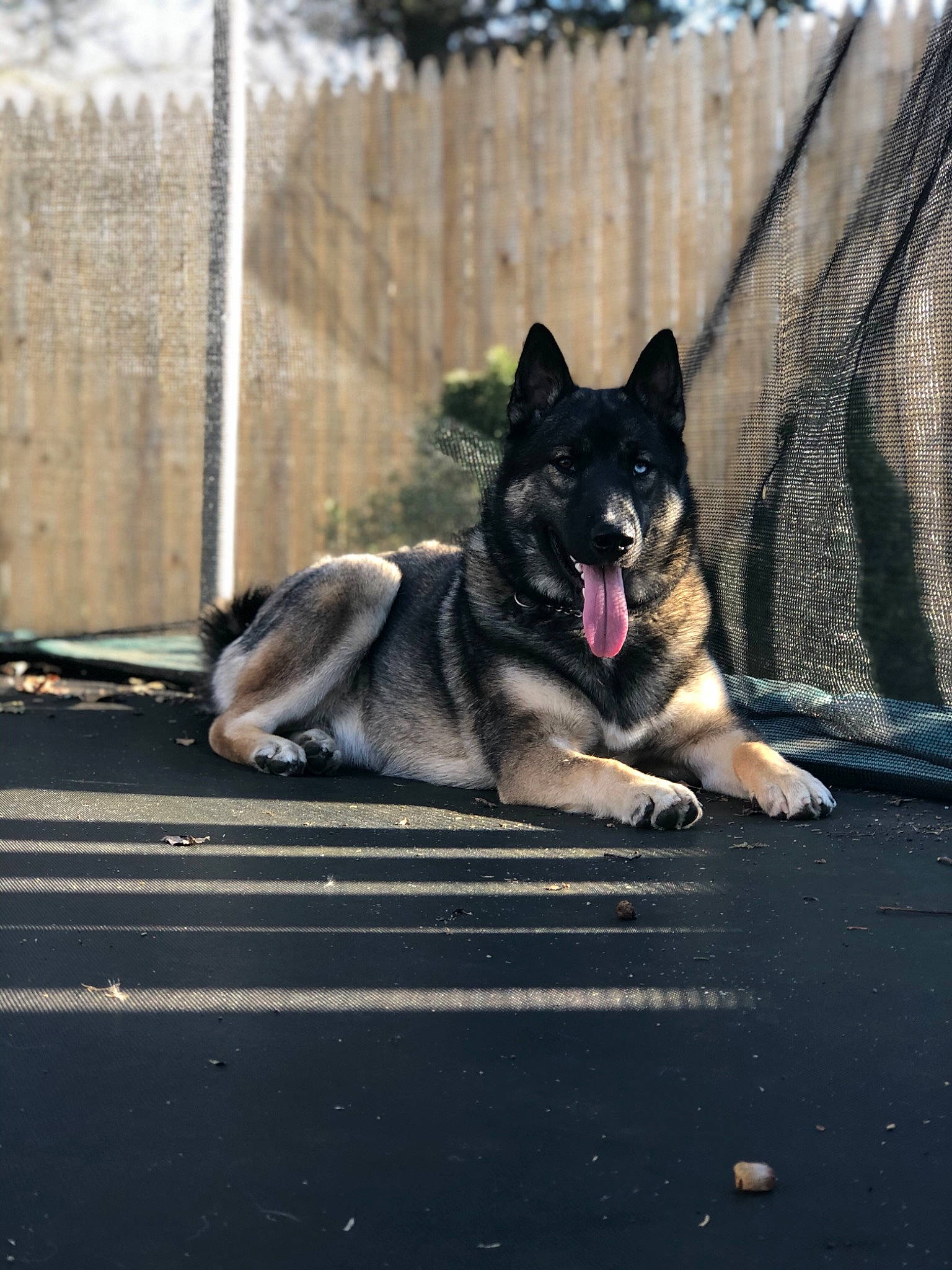 Edison is registered to the contest to win money with this photo: canidae, carnivore, chain_link_fencing, collar, companion_dog, dog, dog_breed, dog_supply, fence, guard_dog, herding_dog, home_fencing, mammal, mesh, pet_supply, snout, sporting_group, tongue, wire_fencing, working_animal