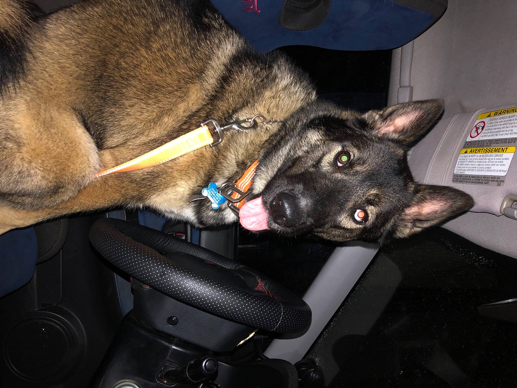 Edison is registered to the contest to win money with this photo: canidae, carnivore, collar, dog, dog_breed, dog_collar, leash, pet_supply, police_dog, snout, sporting_group, working_animal, working_dog