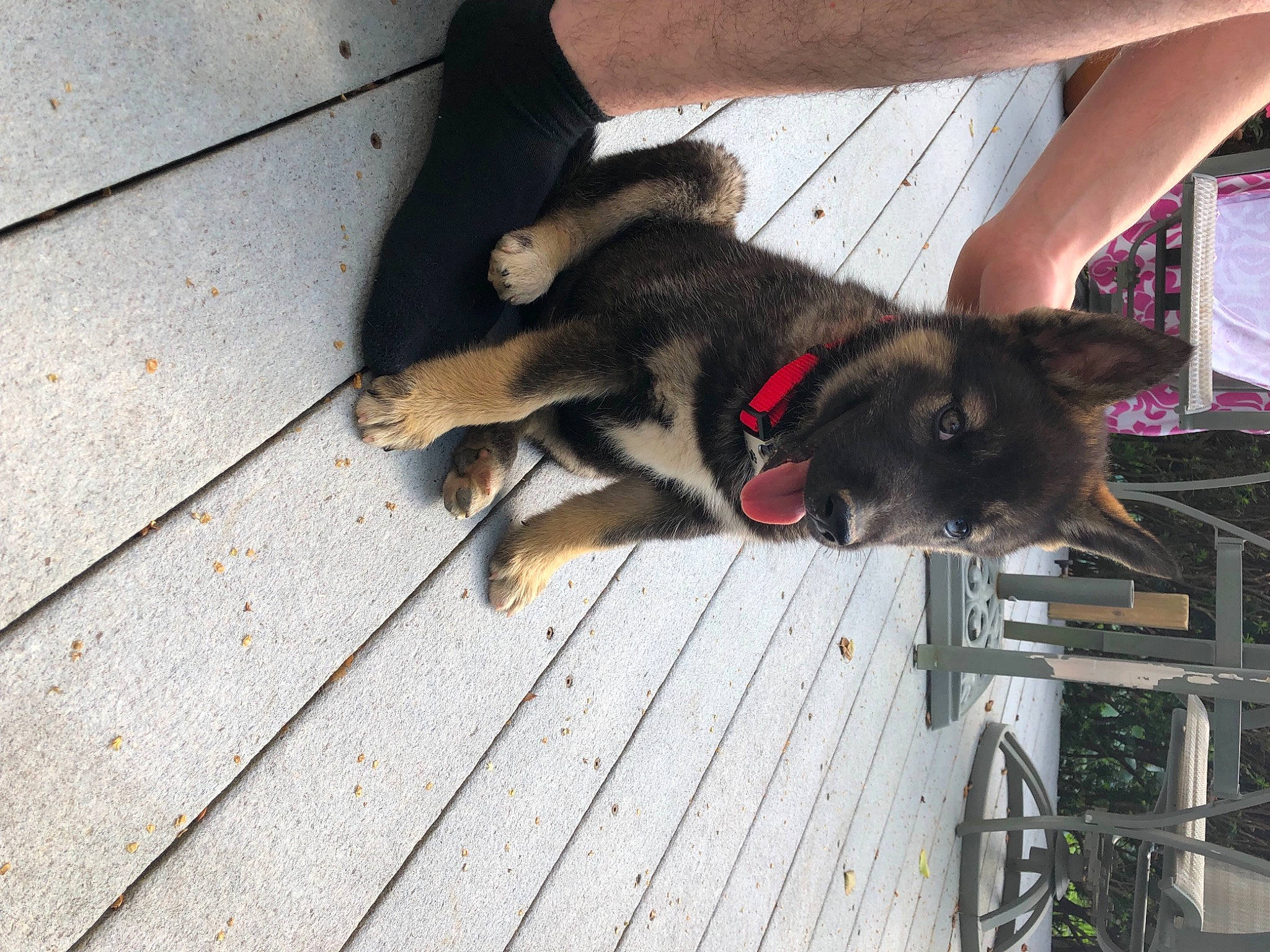 Edison is registered to the contest to win money with this photo: canidae, carnivore, collar, companion_dog, deck, dog, dog_breed, german_shepherd_dog, herding_dog, king_shepherd, old_german_shepherd_dog, outdoor_table, police_dog, sporting_group, working_animal, working_dog