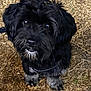 dog, black_dog, pet, animal, outdoor, grass, dirt, fur, whiskers, paws, cute, looking_up, canine, companion, nature, closeup, adorable, friendly, fluffy, leash
